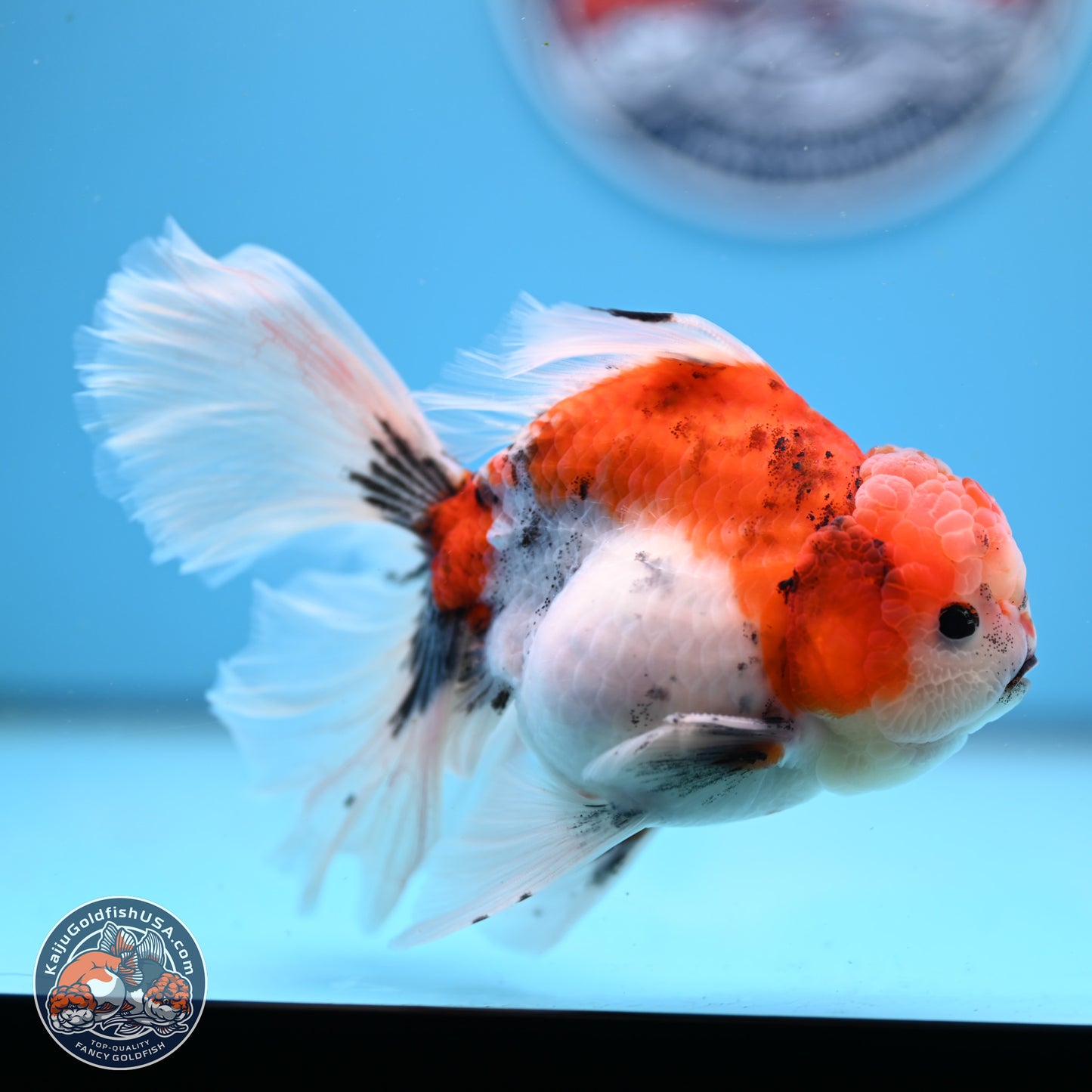 Tricolor Sakura Rose Tail Oranda 3.5in Body (240823_OR6) - Kaiju Goldfish USA