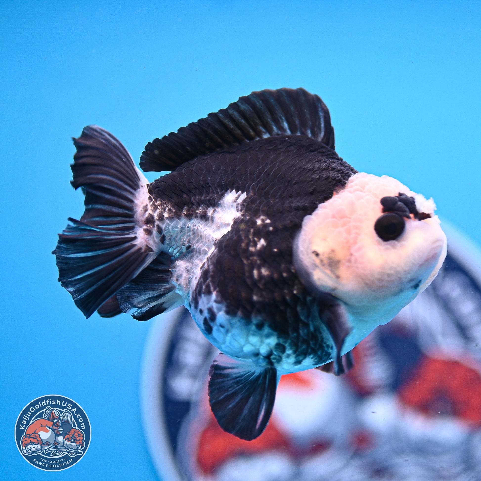 Panda YuanBao Oranda 3.5in Body (240830_OR06) - Kaiju Goldfish USA