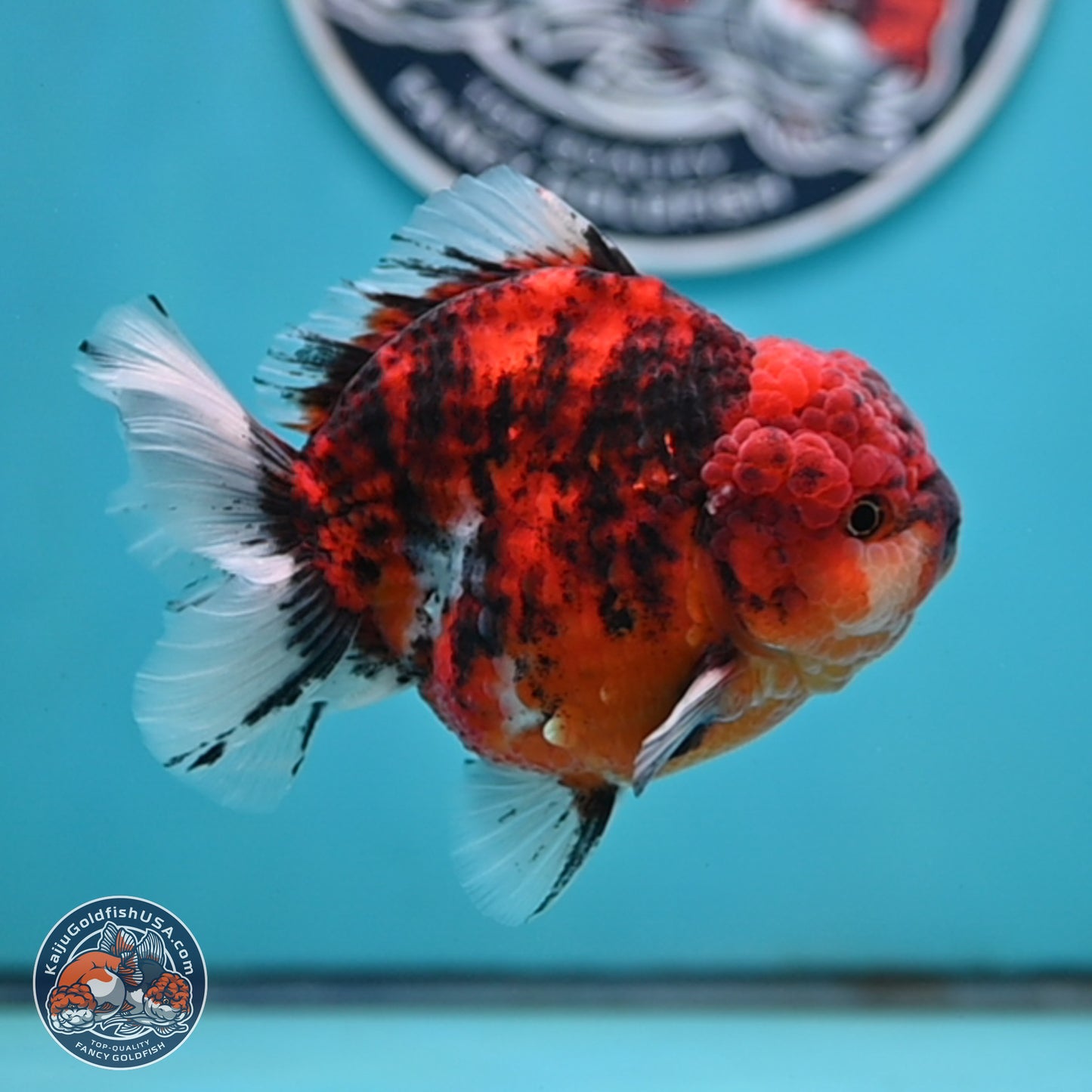 Tiger YuanBao Oranda 4 inches Body - Male (250404_OR06)