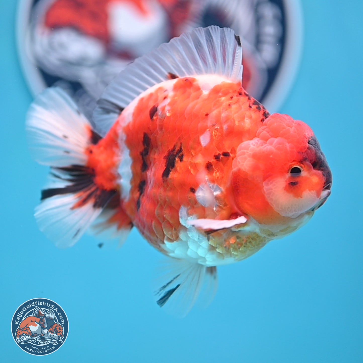 Tricolor Sakura YuanBao Oranda 3.75 inches Body - Male (241227_OR06) - Kaiju Goldfish USA