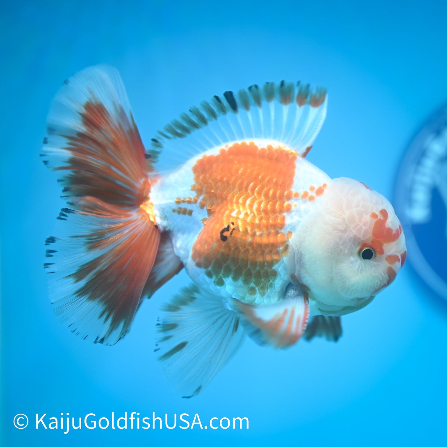 Chicken Face Rose Tail Red White Oranda 4 -4.5 inches (240322_OR6) - Kaiju Goldfish USA