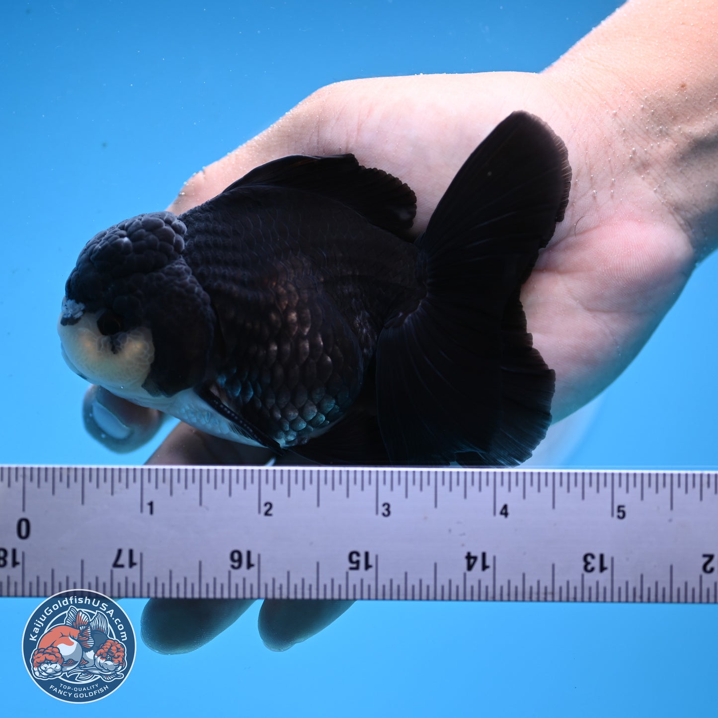 Panda Rose Tail Oranda 3.5in body (240809_OR06) - Kaiju Goldfish USA