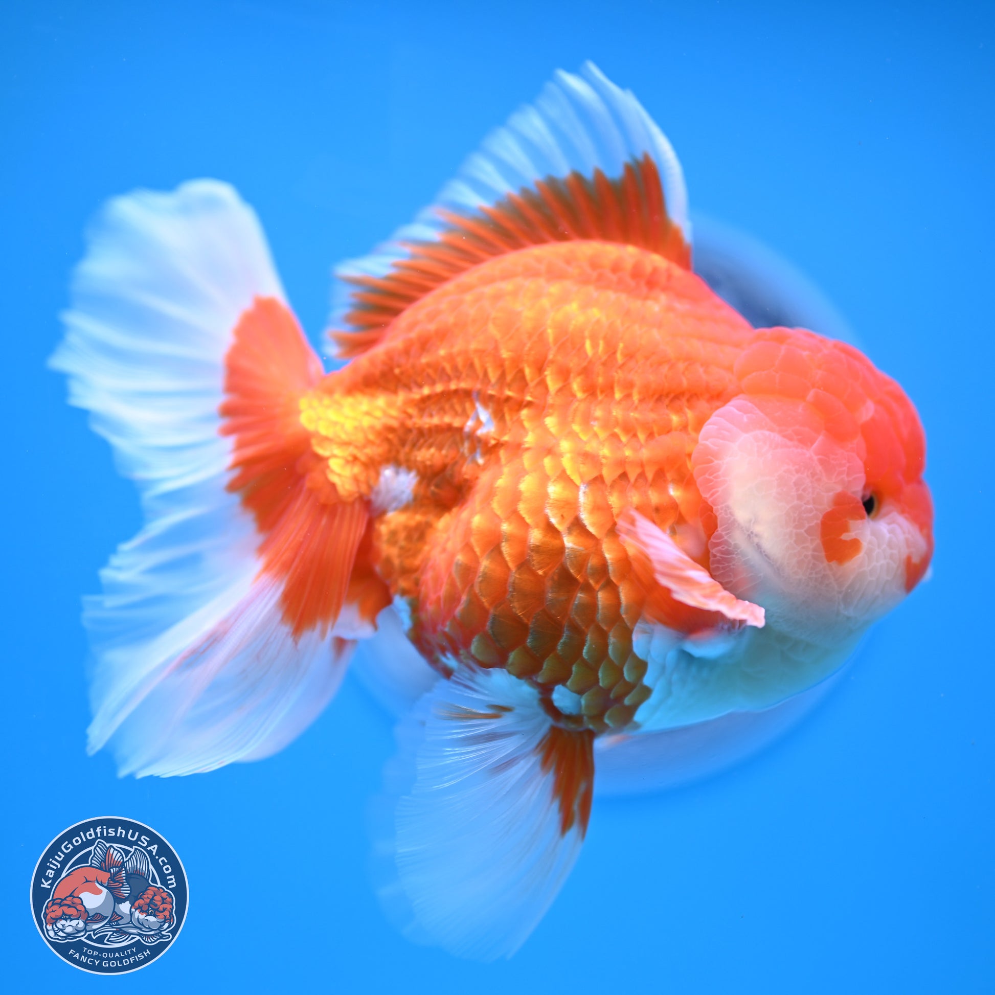 Red White Rose Tail Oranda 4-6.5 inches (240906_OR06) - Kaiju Goldfish USA