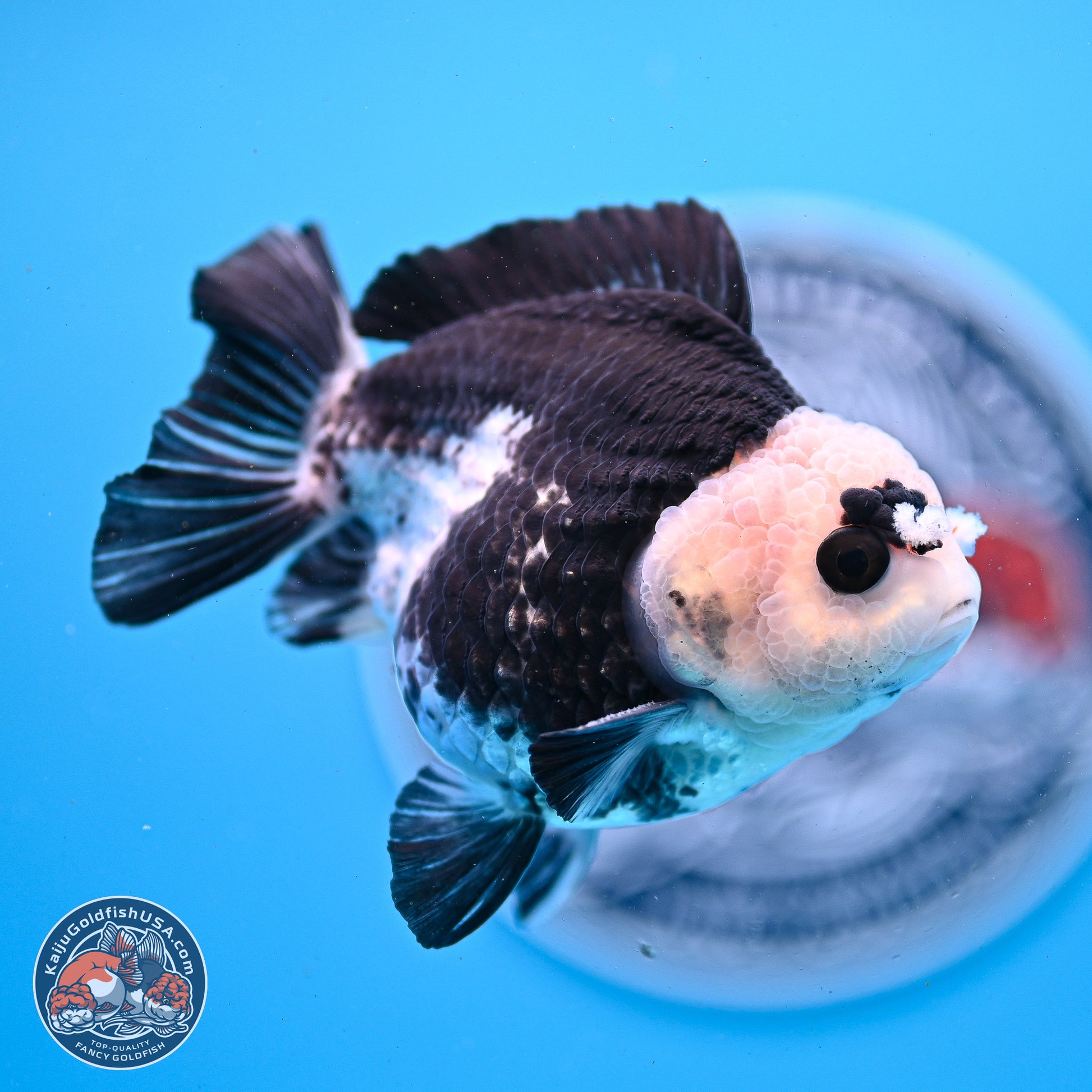 Panda YuanBao Oranda 3.5in Body (240830_OR06) - Kaiju Goldfish USA