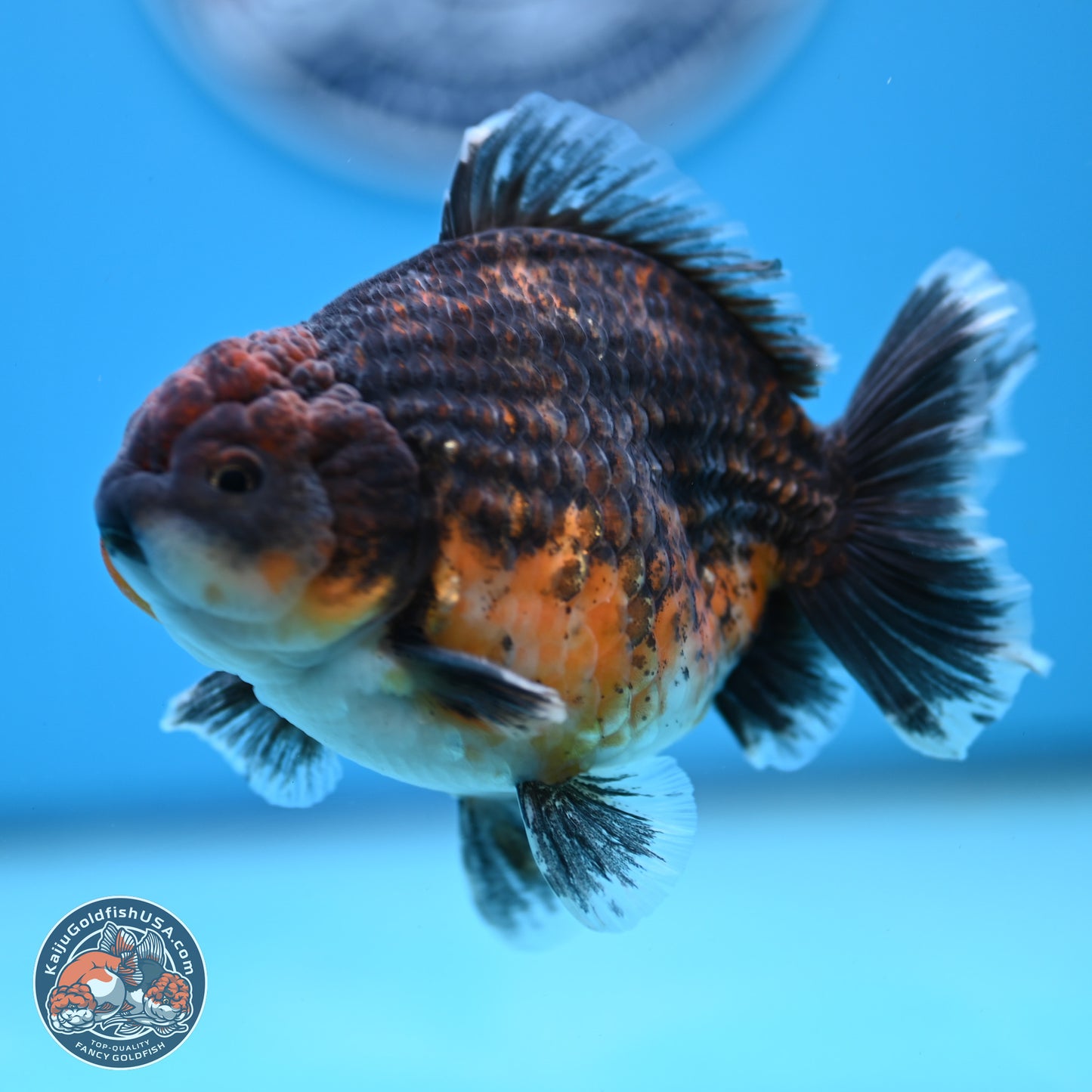 Shogun Kirin Oranda 4-4.5 inches (241004_OR06) - Kaiju Goldfish USA