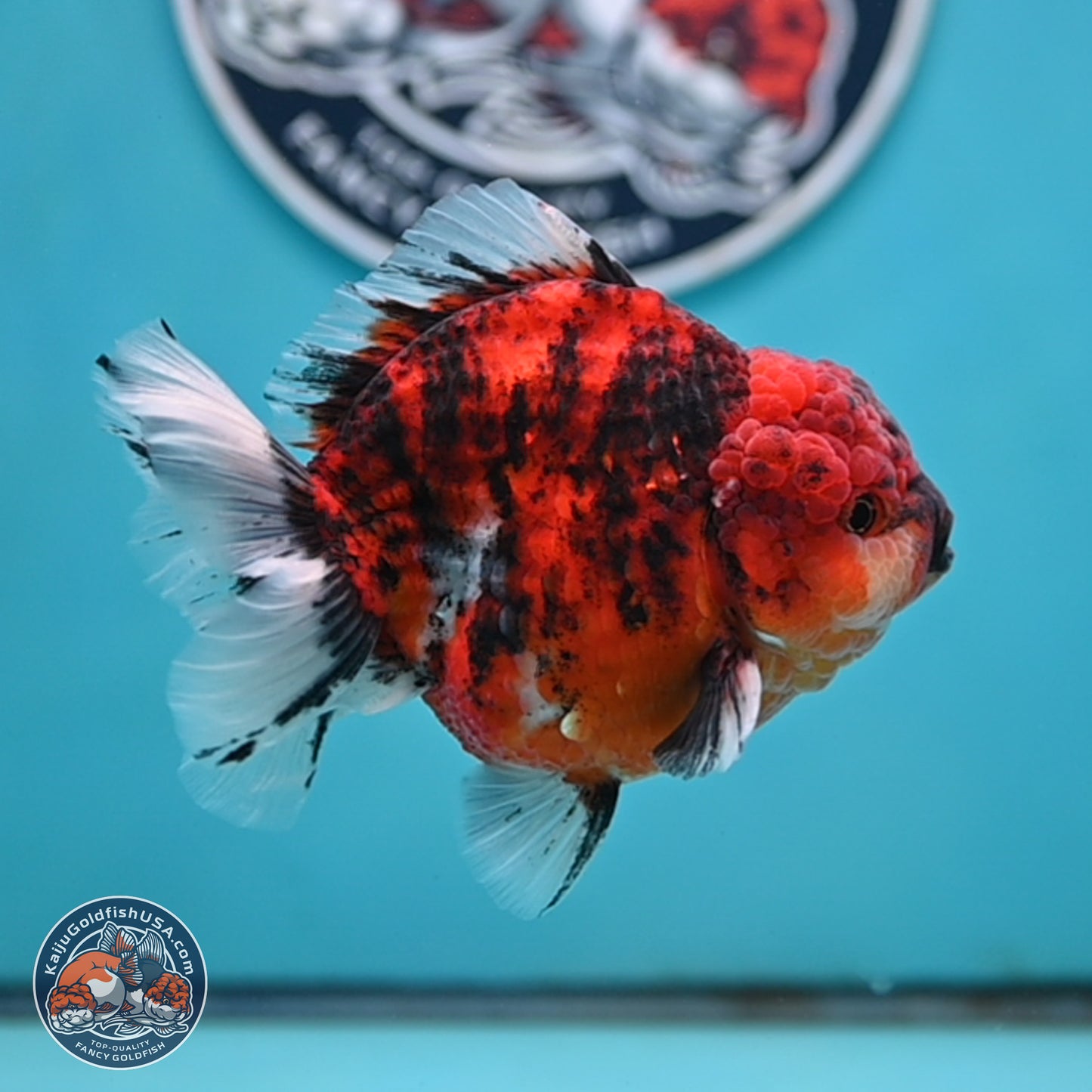 Tiger YuanBao Oranda 4 inches Body - Male (250404_OR06)
