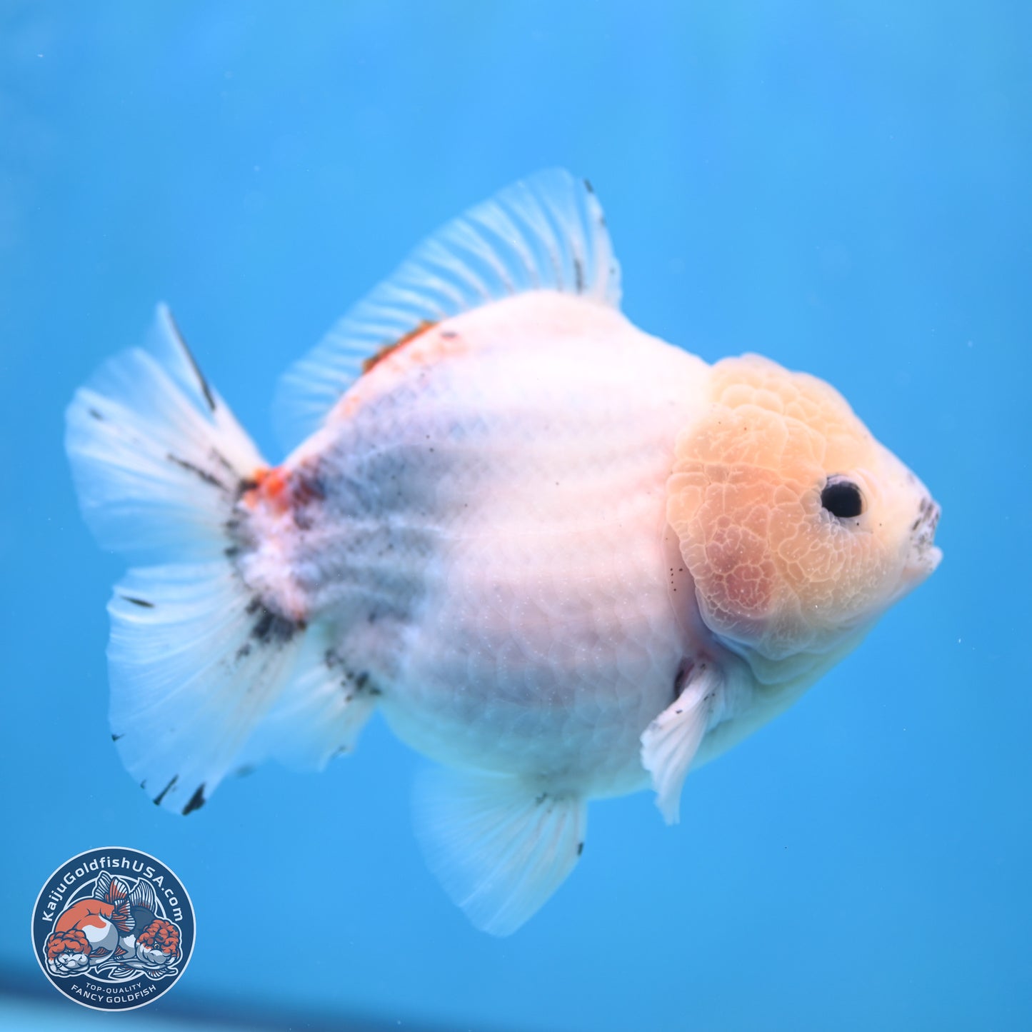 Calico YuanBao Oranda 5 inches - Male (241115_OR06) - Kaiju Goldfish USA