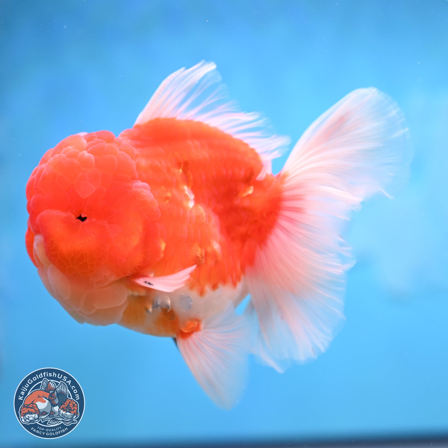 Sakura Rose Tail Oranda 3.75 inches Body - Male (250207_OR06)