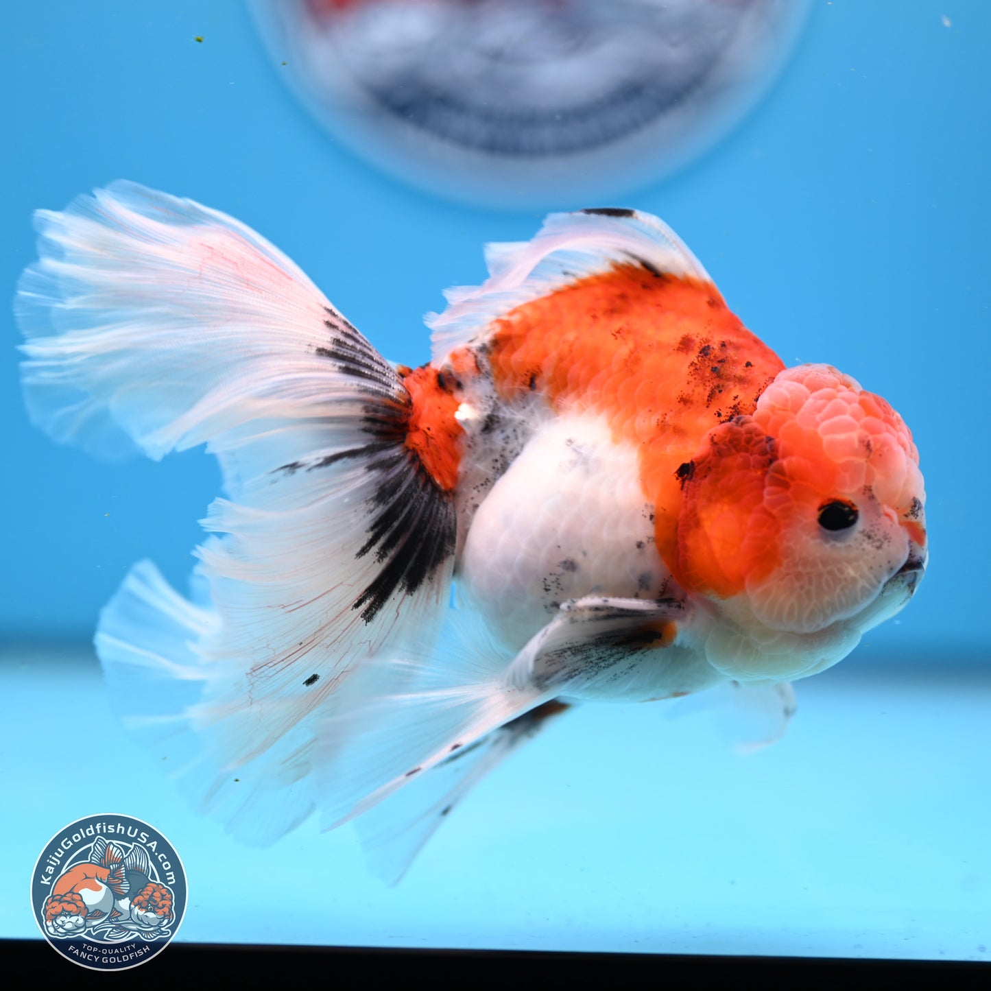 Tricolor Sakura Rose Tail Oranda 3.5in Body (240823_OR6) - Kaiju Goldfish USA