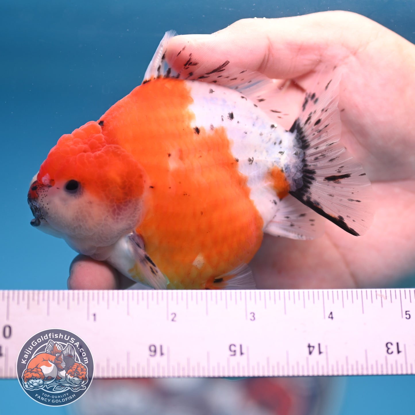 Shogun Tricolor Sakura Oranda 3.5 inches Body (250530_OR06)