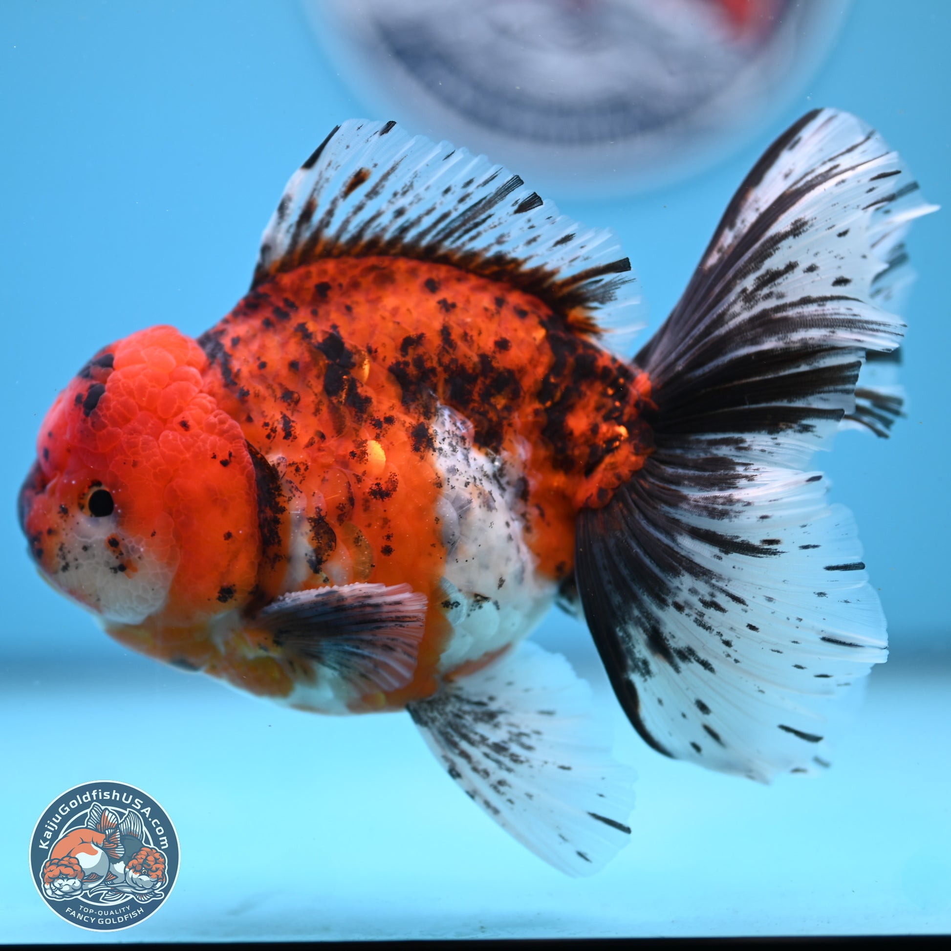 Tricolor Tiger Rose Tail Oranda 6 inches - Male (241122_OR06) - Kaiju Goldfish USA