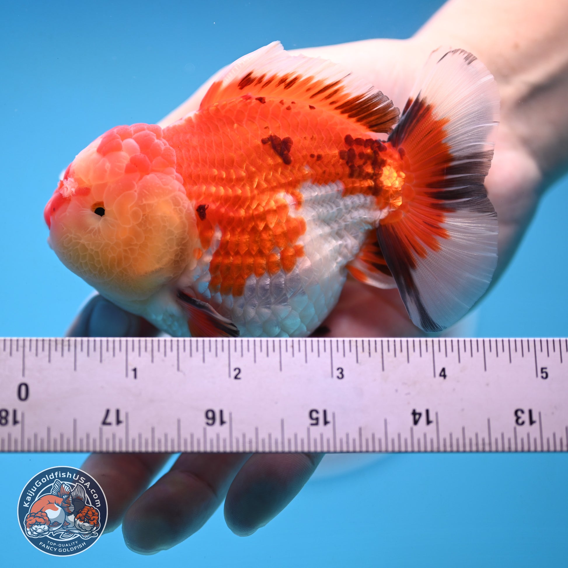 Tricolor YuanBao Oranda 3.75 inches Body - Male (250103_OR06) - Kaiju Goldfish USA