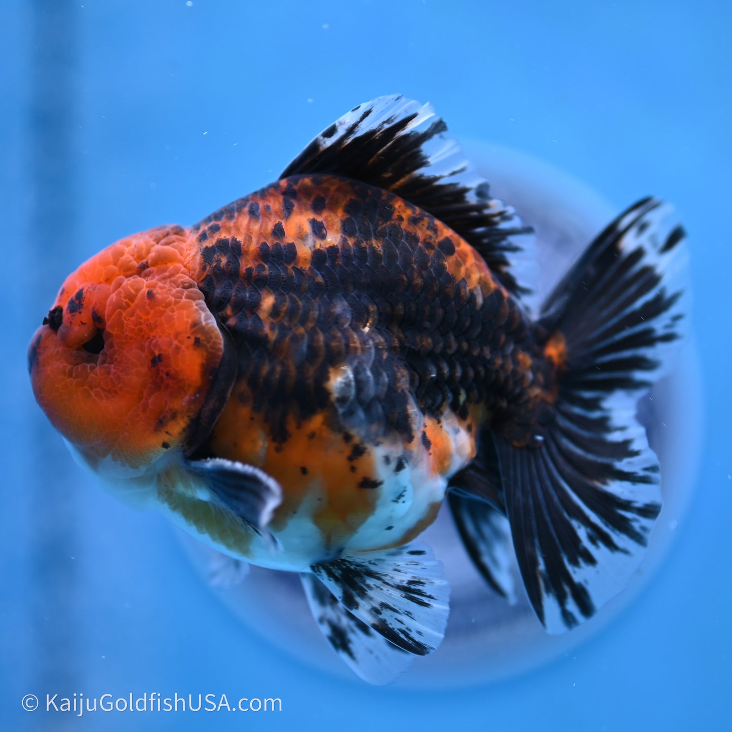 Shogun Godzilla Red Kirin Oranda 3.5in Body (240719_OR06) - Kaiju Goldfish USA