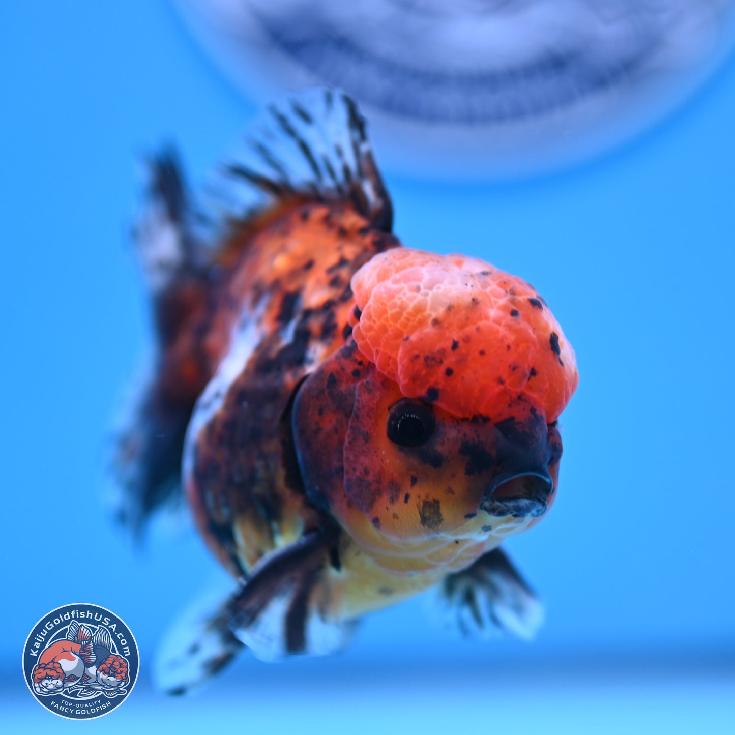 Shogun Tricolor Tiger Oranda 3.5in Body (240816_OR06) - Kaiju Goldfish USA