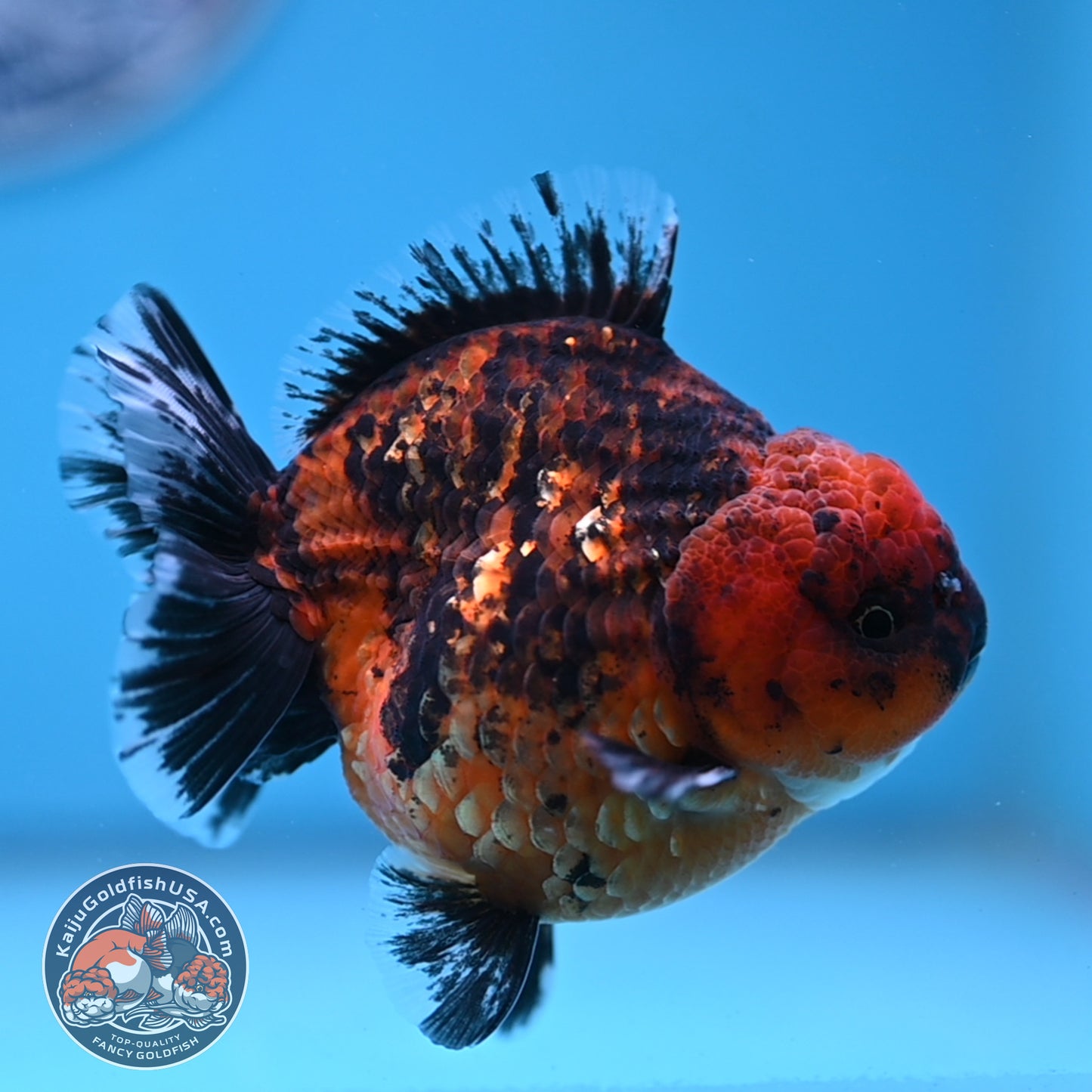 Shogun Tiger Oranda 3.5 inches Body (250606_OR06)