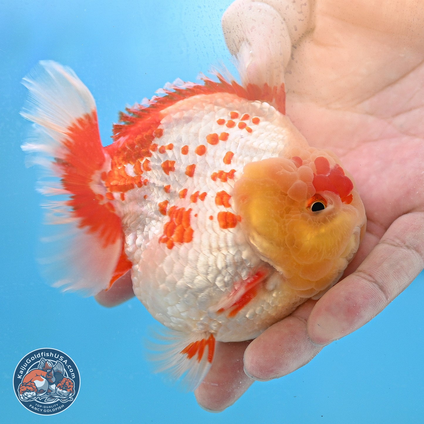 Polka Dot Red White YuanBao Oranda 3.5 inches Body - Male (250214_OR06)