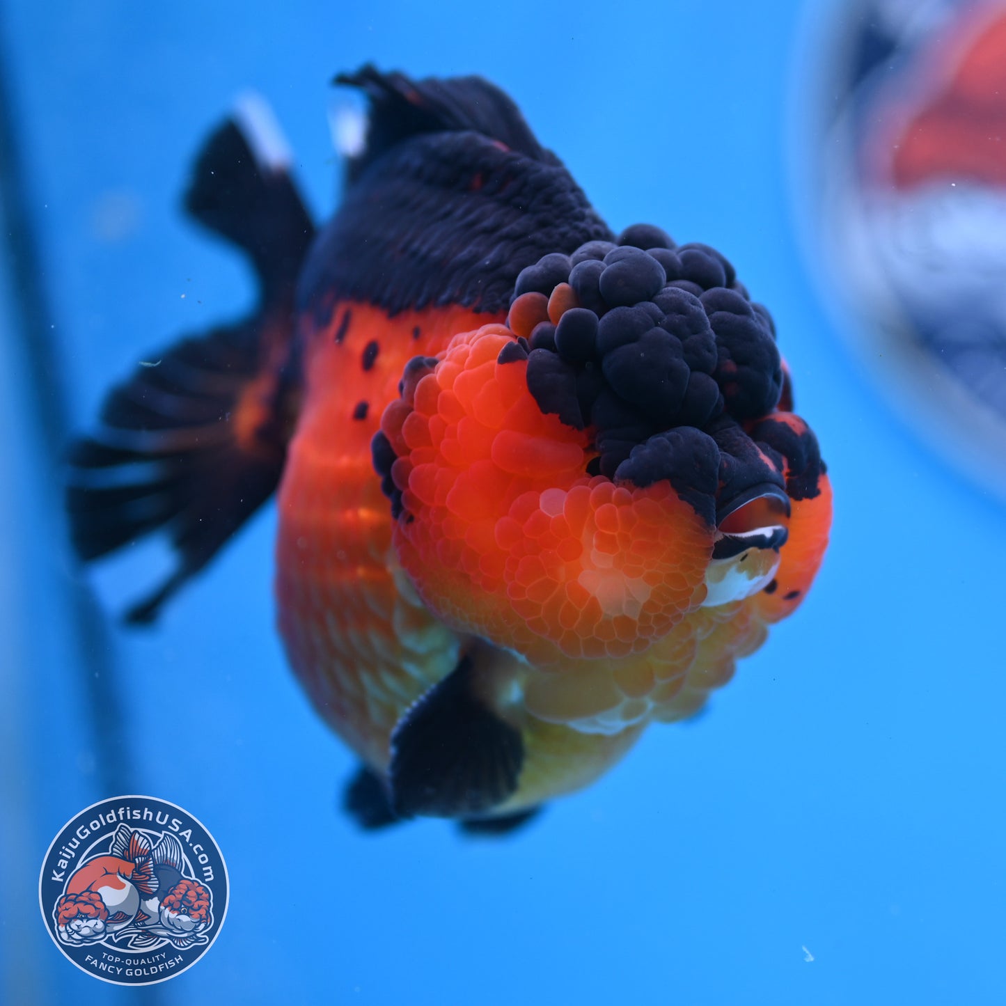 Oranda inch Body (250812_OR03)