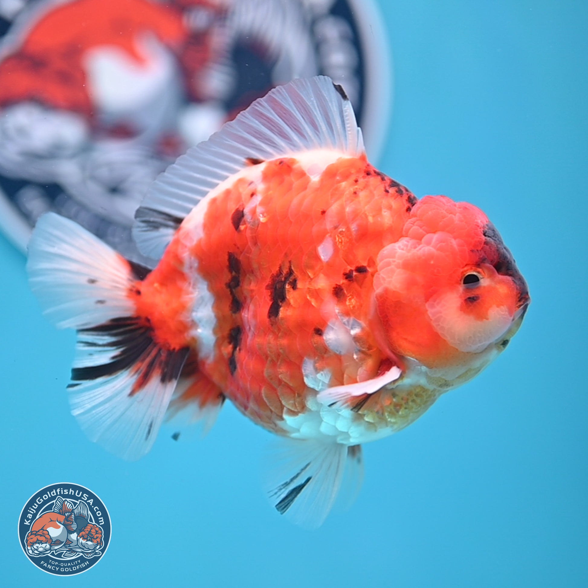 Tricolor Sakura YuanBao Oranda 3.75 inches Body - Male (241227_OR06) - Kaiju Goldfish USA