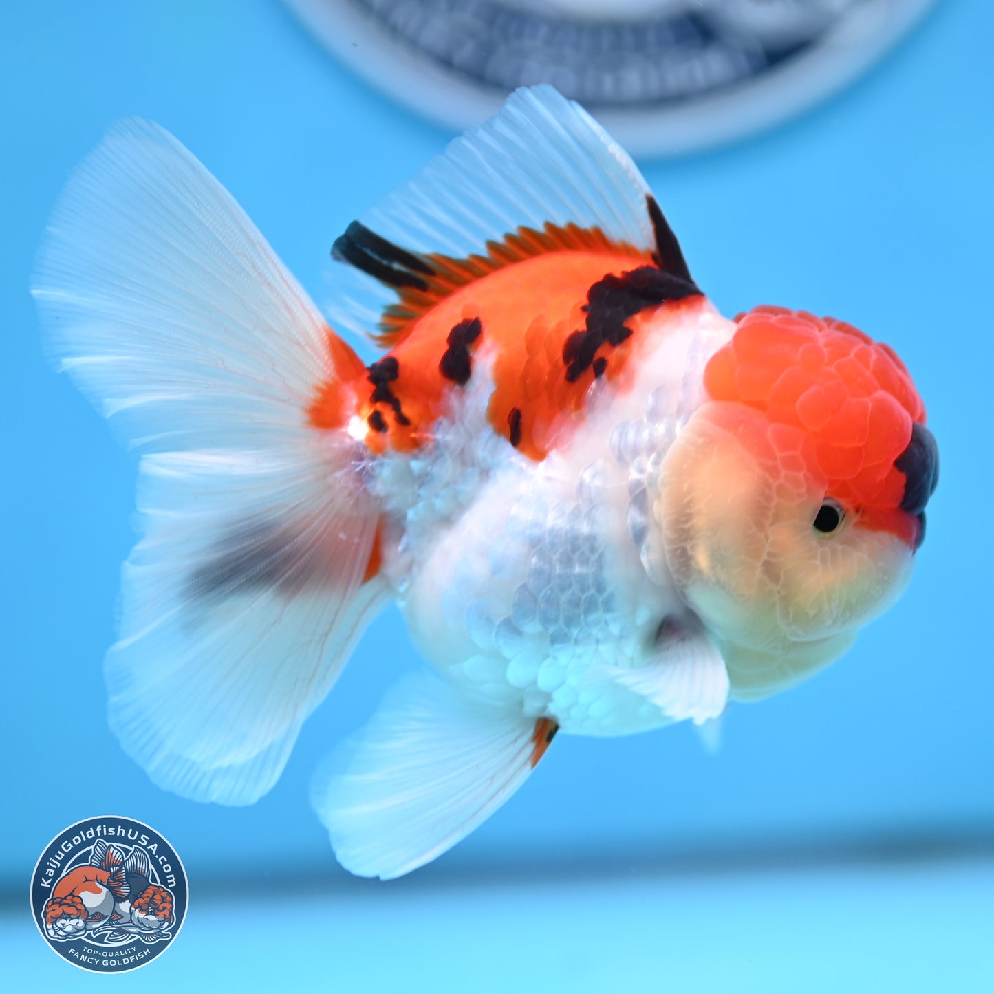Tricolor Sakura Rose Tail Oranda 3 inches Body - Male (250314_OR06)