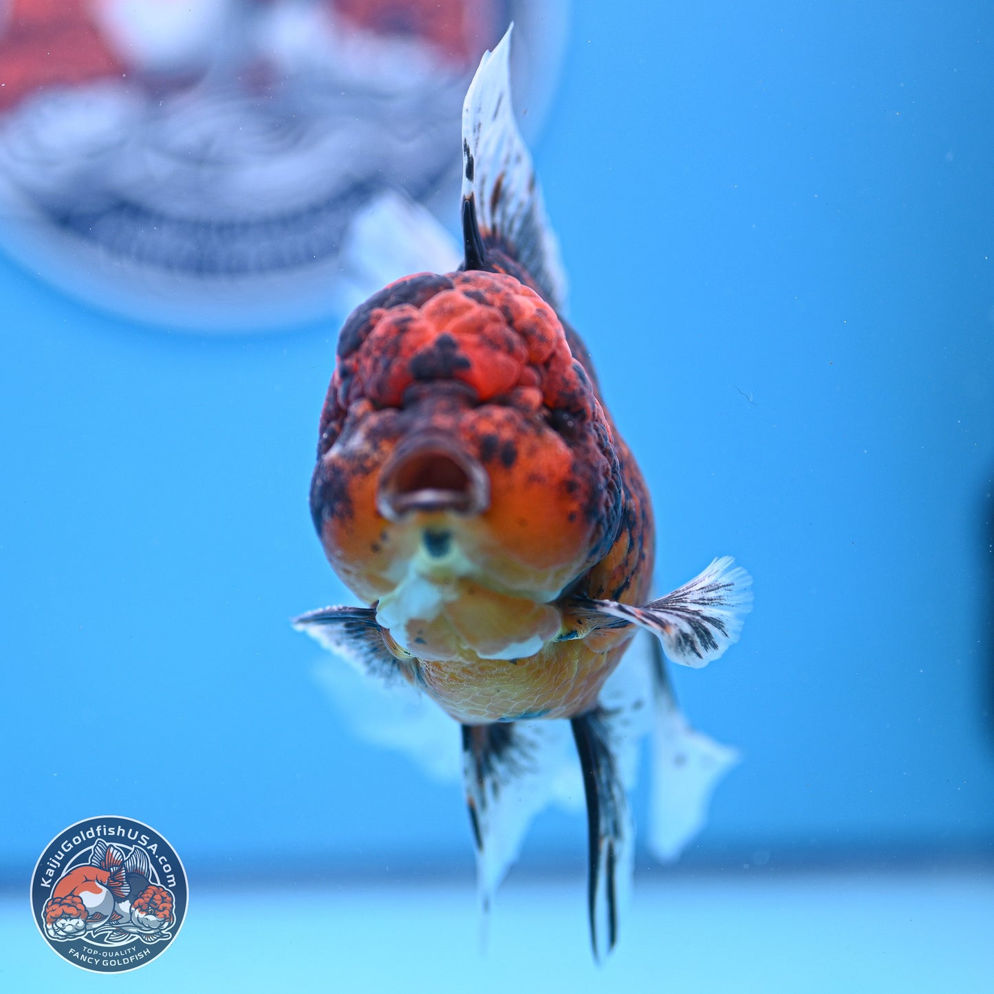 Red Kirin Rose Tail Oranda 4-6 inches (240920_OR06) - Kaiju Goldfish USA