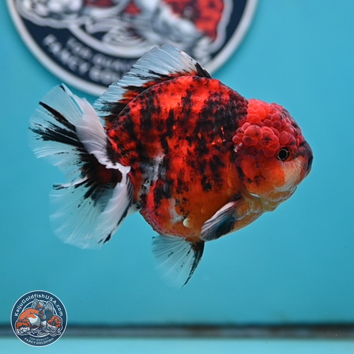 Tiger YuanBao Oranda 4 inches Body - Male (250404_OR06)
