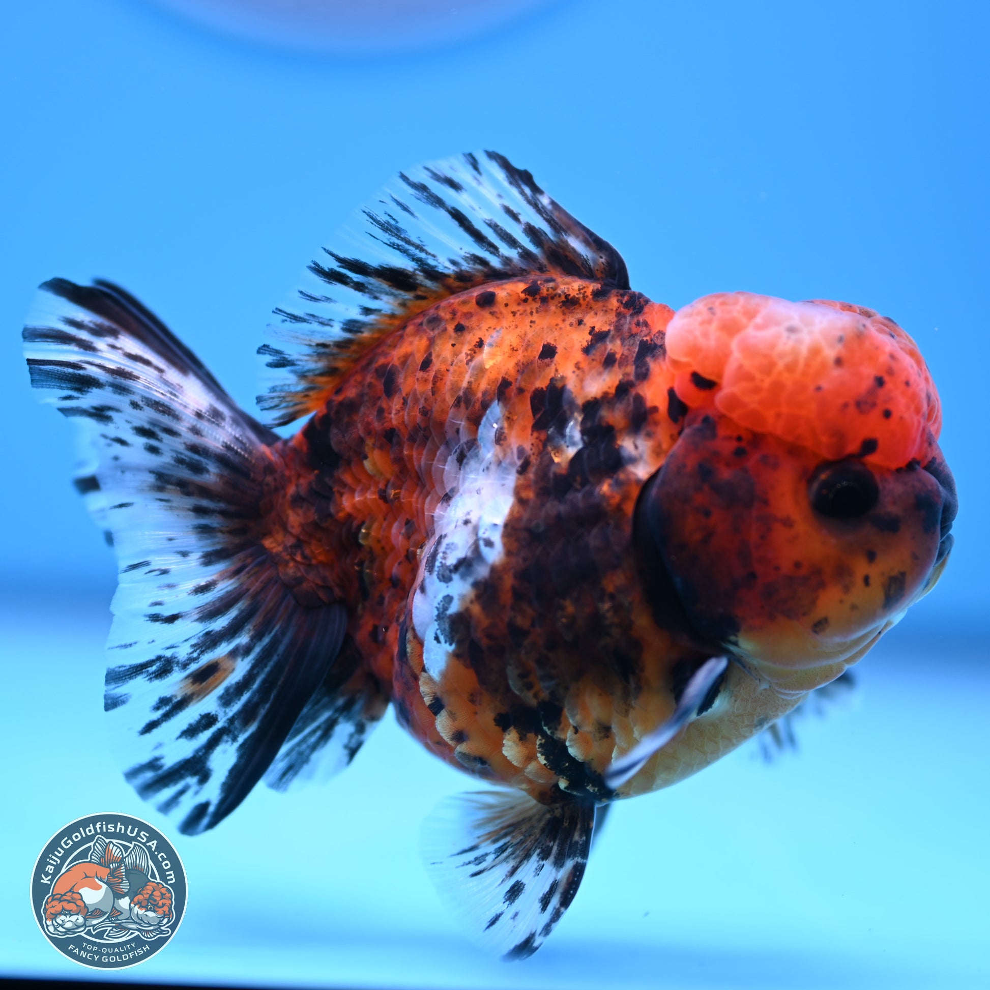 Shogun Tricolor Tiger Oranda 3.5in Body (240816_OR06) - Kaiju Goldfish USA