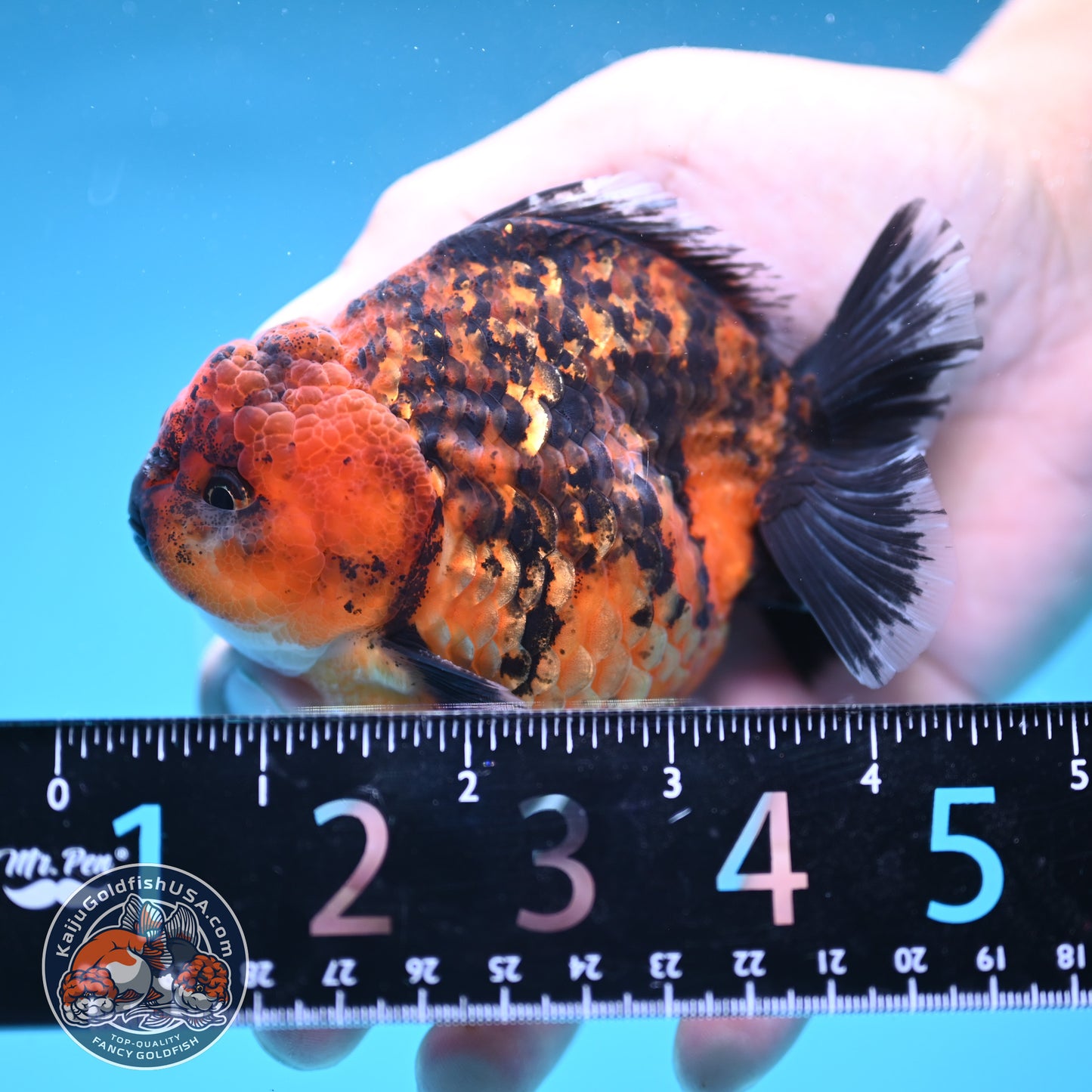 Shogun Tiger Oranda 3.5 inches Body (250606_OR06)