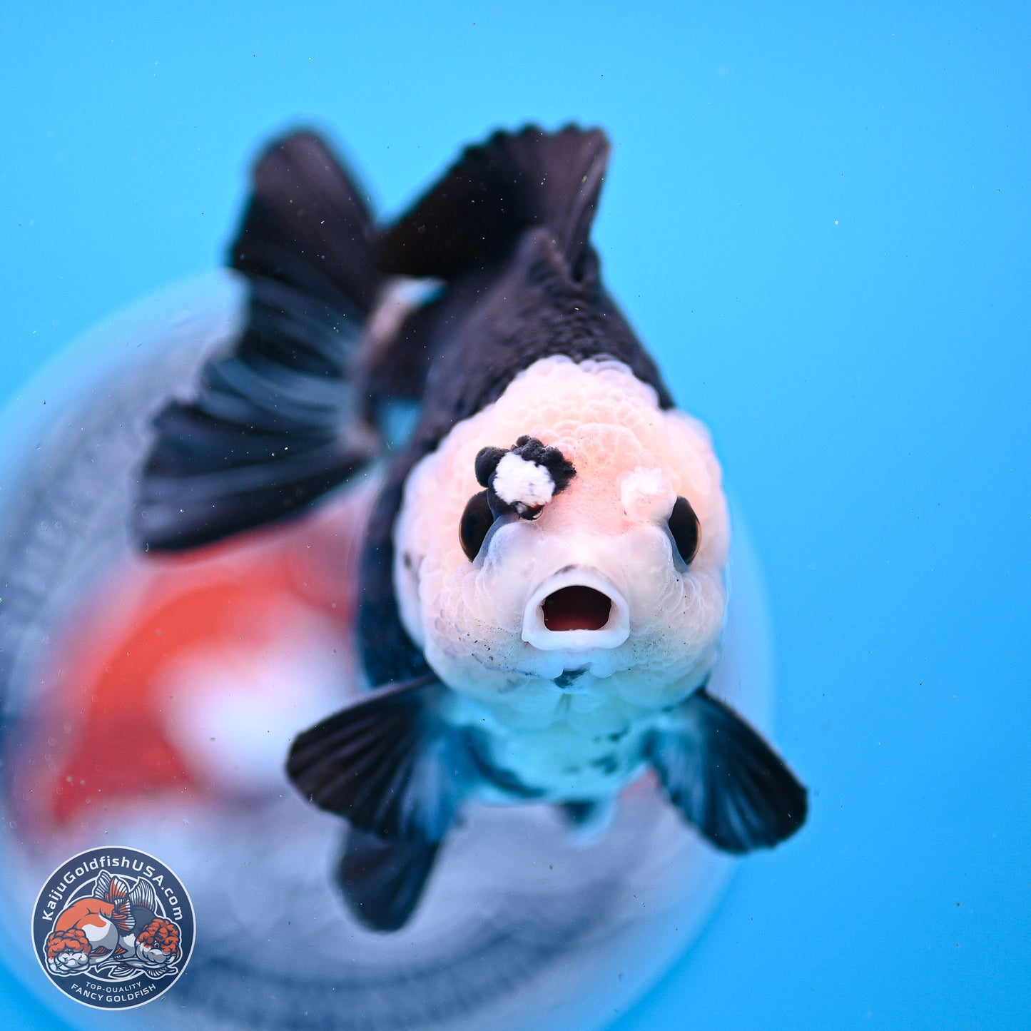 Panda YuanBao Oranda 3.5in Body (240830_OR06) - Kaiju Goldfish USA