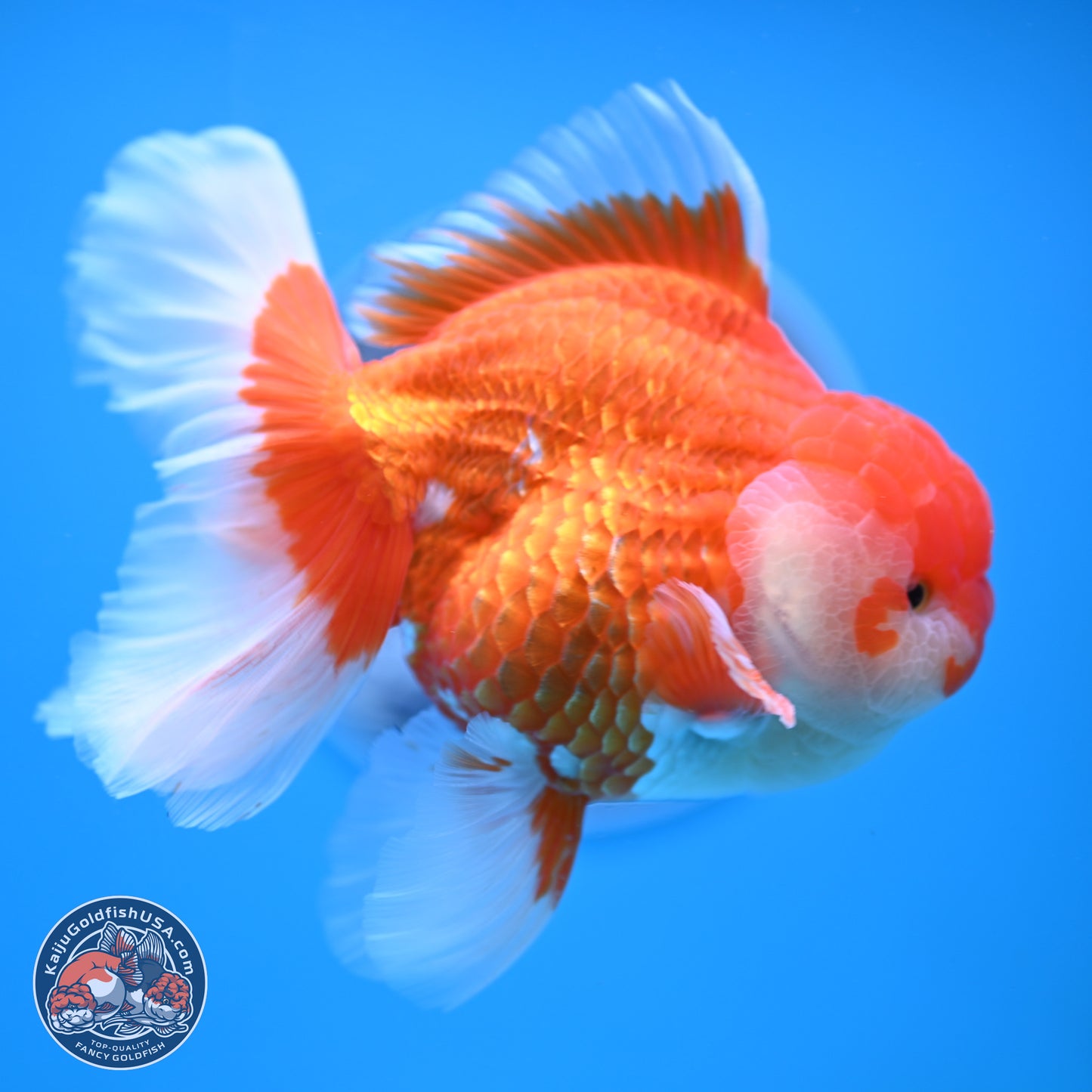 Red White Rose Tail Oranda 4-6.5 inches (240906_OR06) - Kaiju Goldfish USA