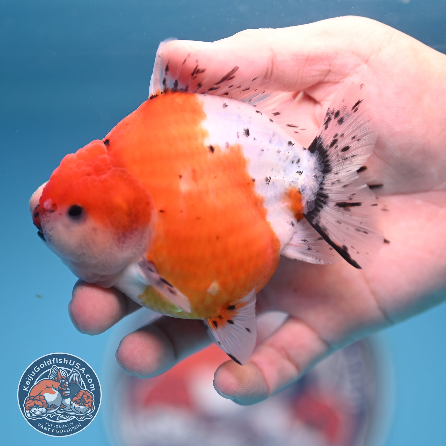 Shogun Tricolor Sakura Oranda 3.5 inches Body (250530_OR06)