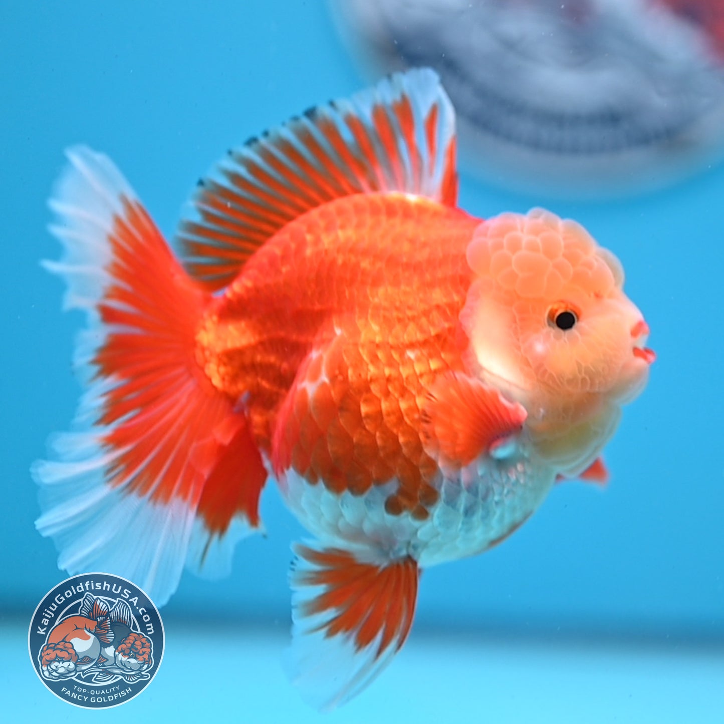 Jade Head Red White Rose Tail Oranda 3.5 inches Body (250509_OR06)