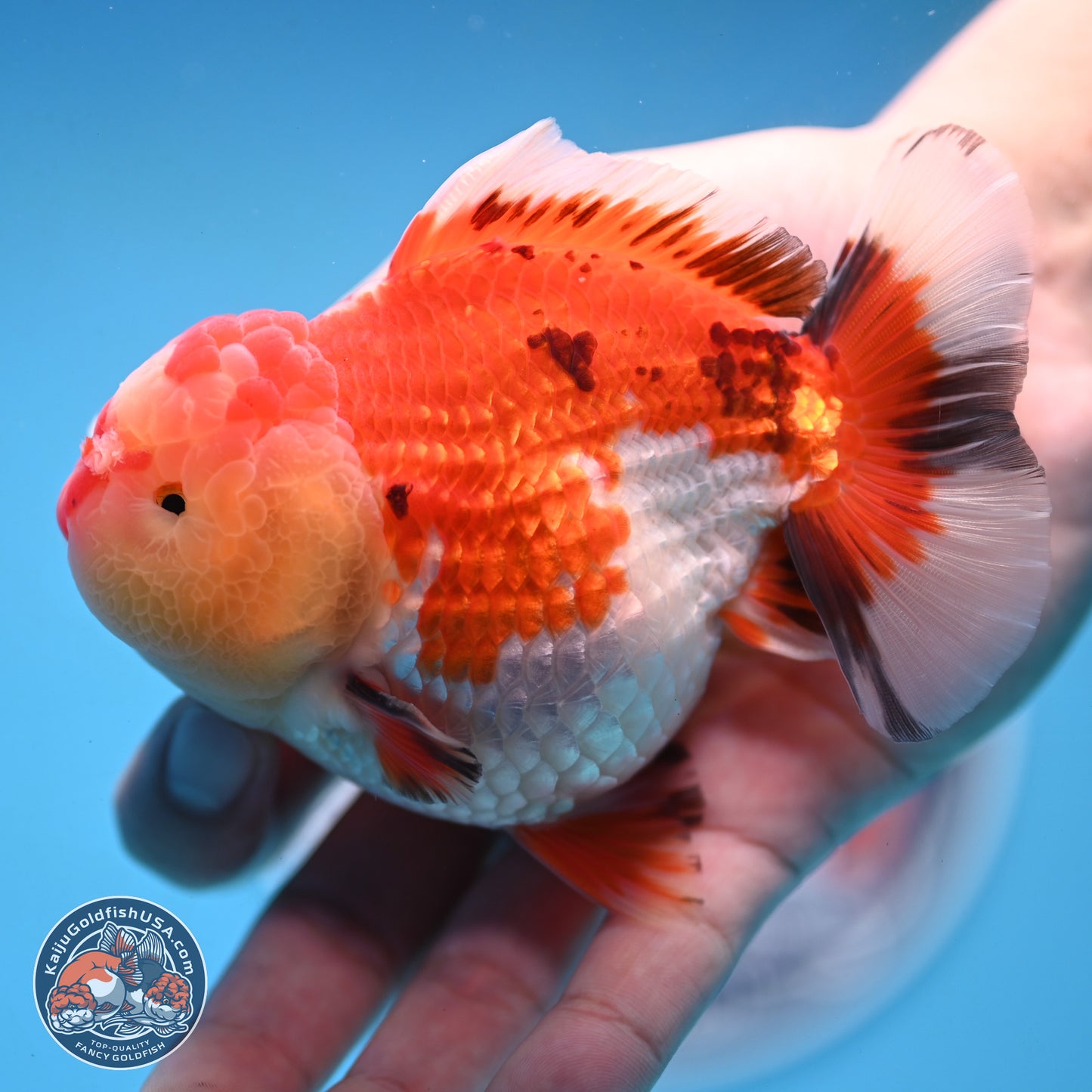 Tricolor YuanBao Oranda 3.75 inches Body - Male (250103_OR06) - Kaiju Goldfish USA