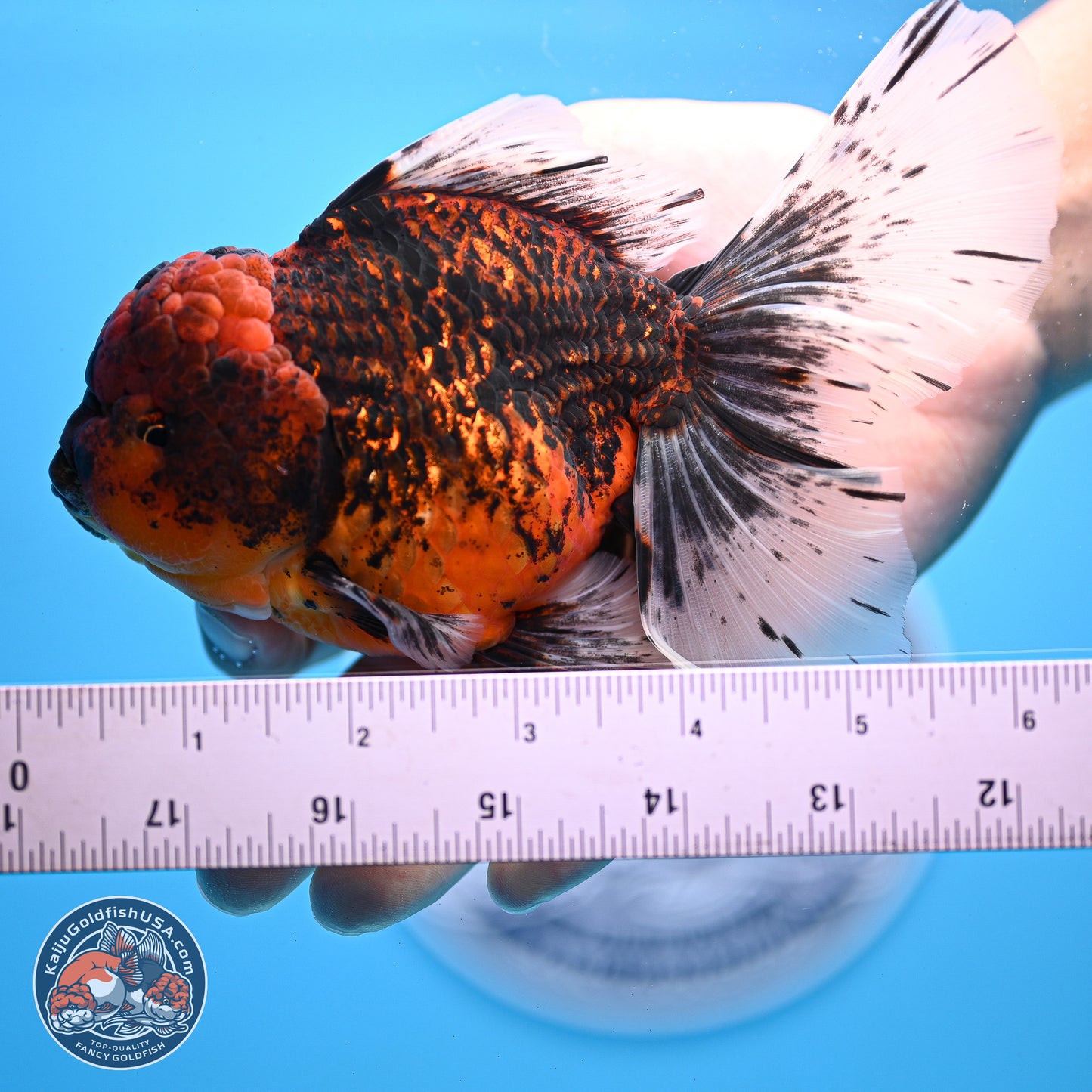 Red Kirin Rose Tail Oranda 4-6 inches (240920_OR06) - Kaiju Goldfish USA