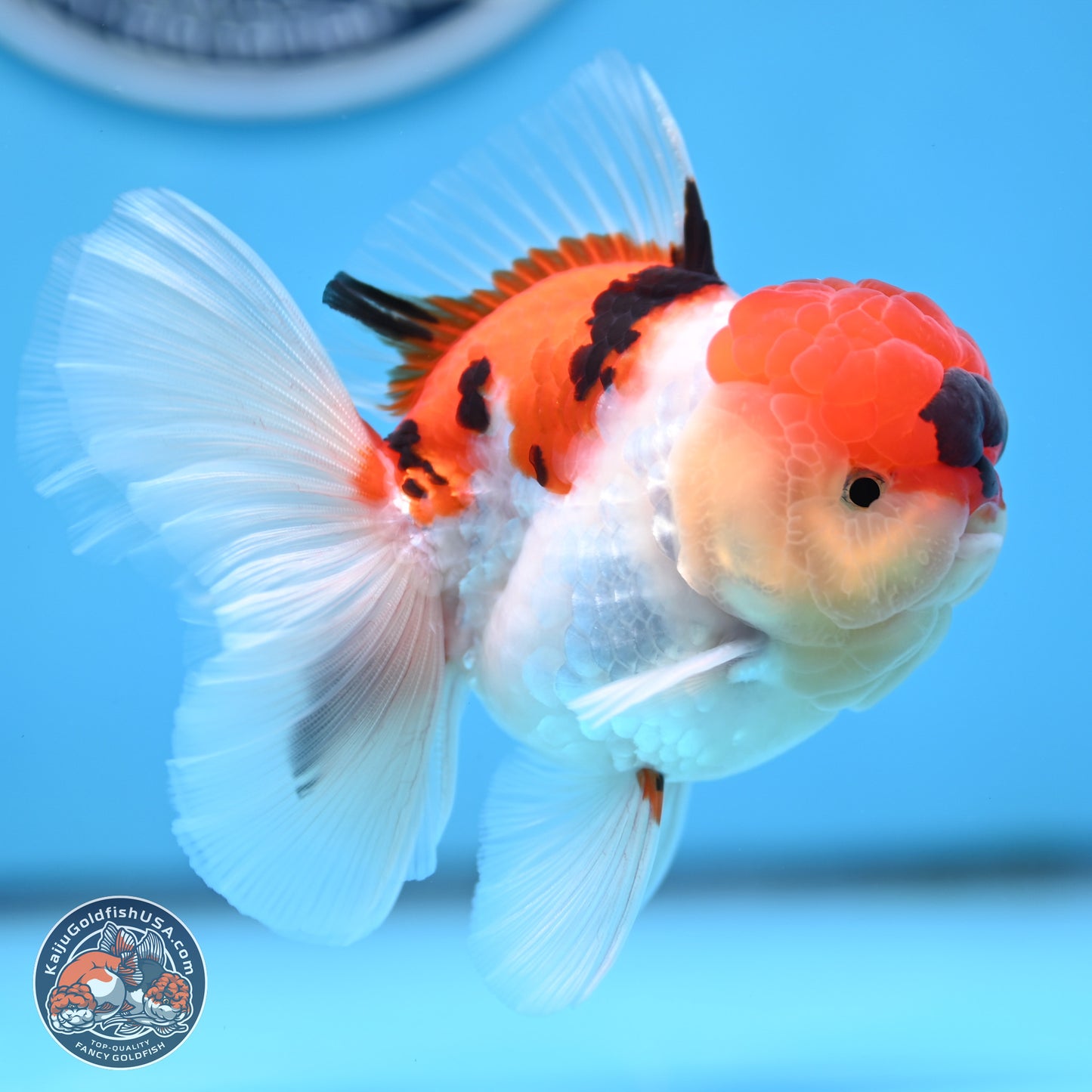 Tricolor Sakura Rose Tail Oranda 3 inches Body - Male (250314_OR06)