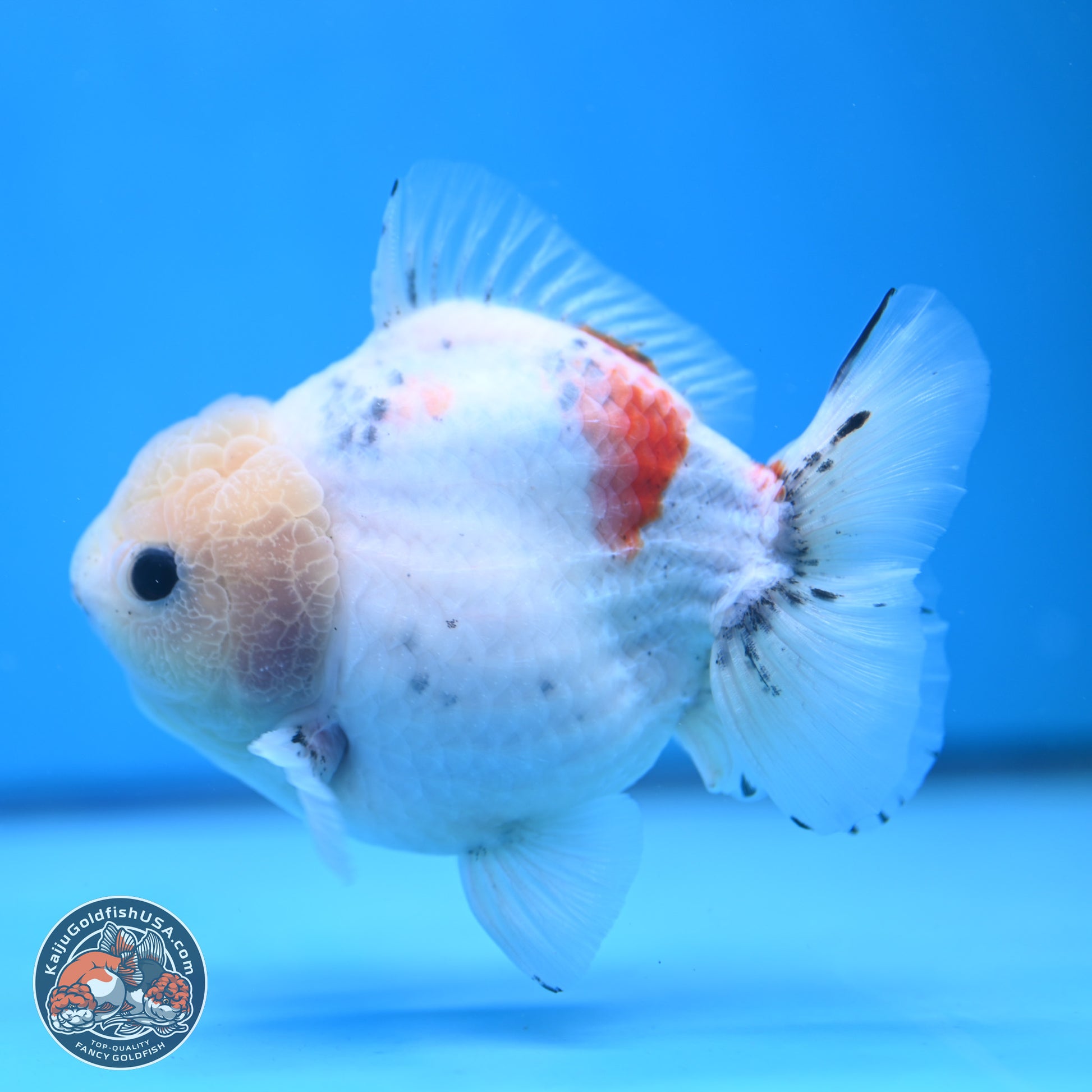 Calico YuanBao Oranda 5 inches - Male (241115_OR06) - Kaiju Goldfish USA