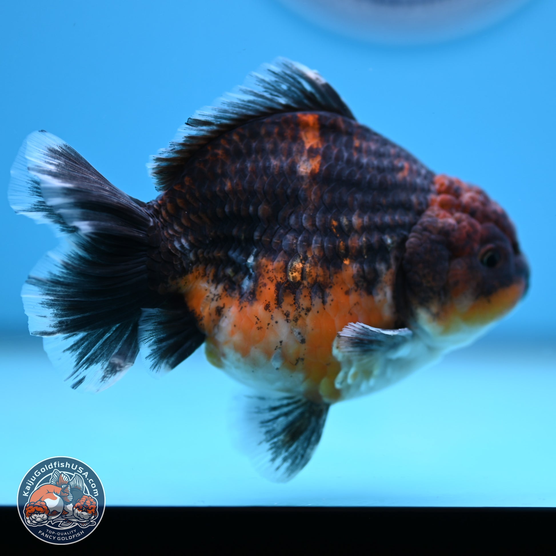 Shogun Kirin Oranda 4-4.5 inches (241004_OR06) - Kaiju Goldfish USA