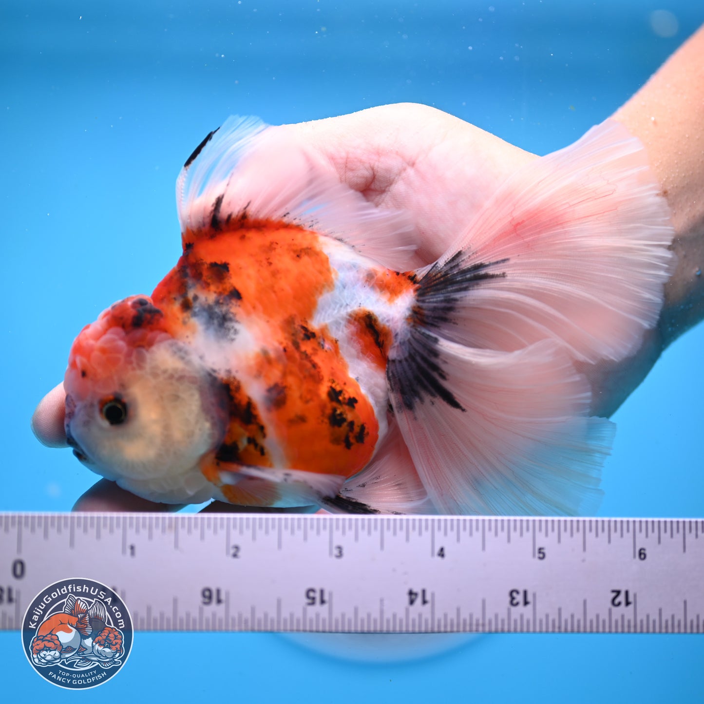 Tricolor Sakura Rose Tail Oranda 3.5in Body (240823_OR6) - Kaiju Goldfish USA