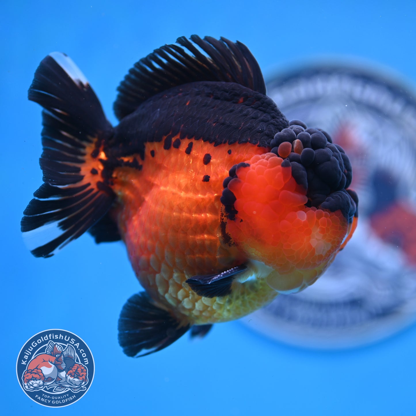 Oranda inch Body (250812_OR03)