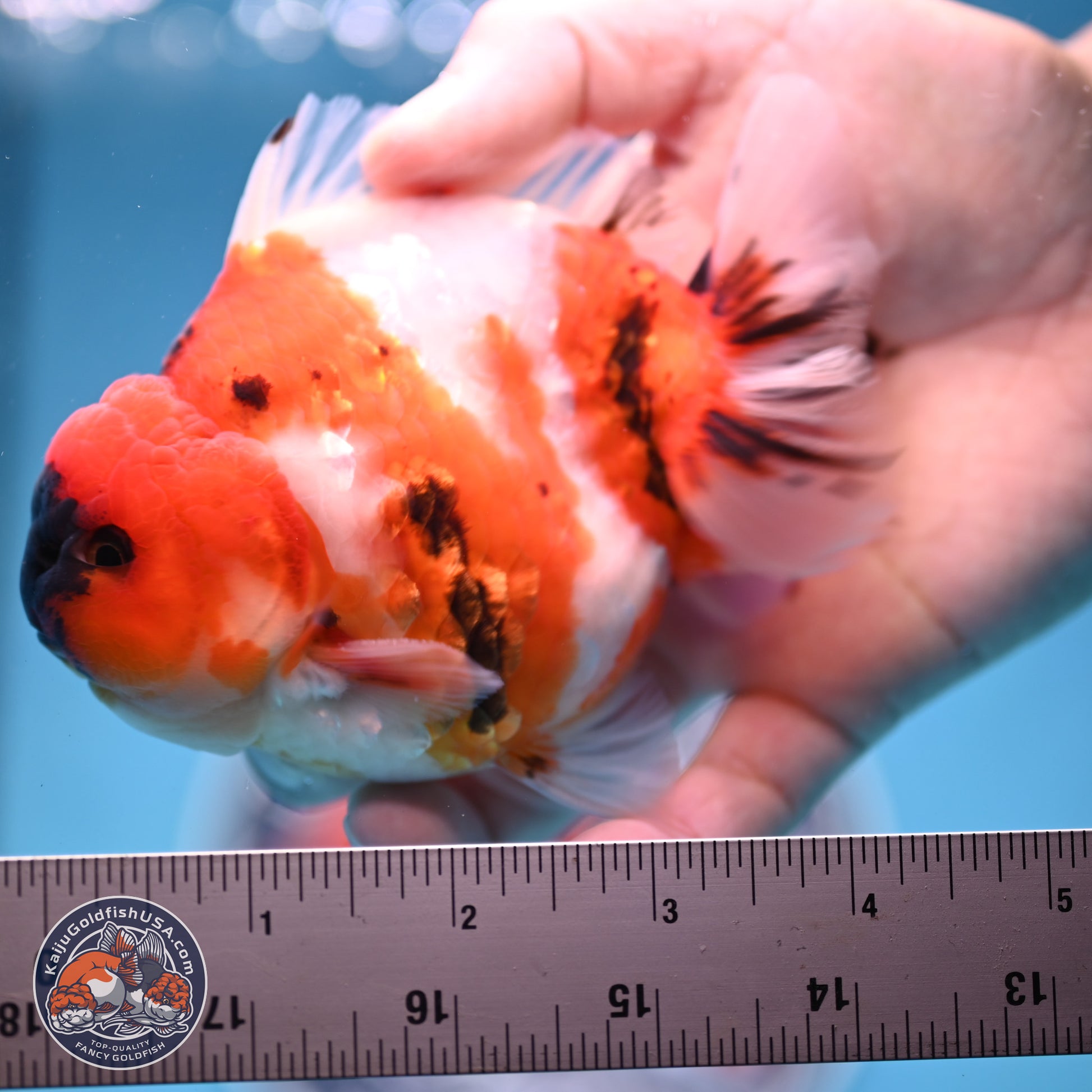 Tricolor Sakura YuanBao Oranda 3.75 inches Body - Male (241227_OR06) - Kaiju Goldfish USA