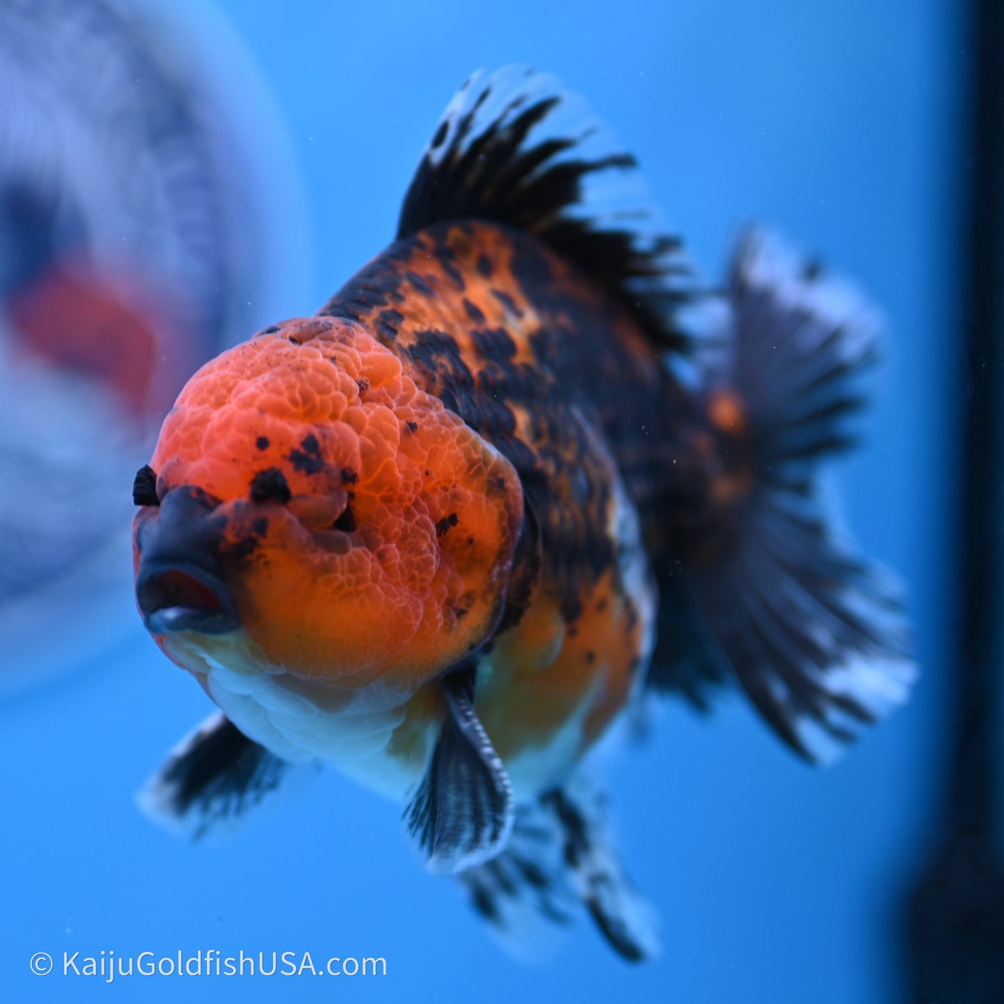 Shogun Godzilla Red Kirin Oranda 3.5in Body (240719_OR06) - Kaiju Goldfish USA