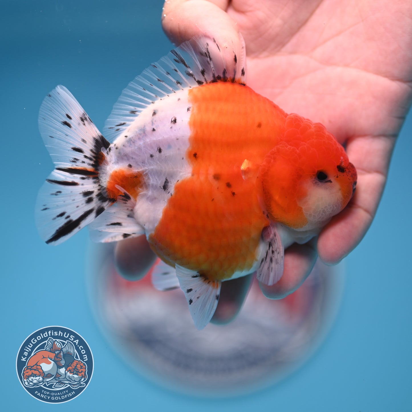 Shogun Tricolor Sakura Oranda 3.5 inches Body (250530_OR06)