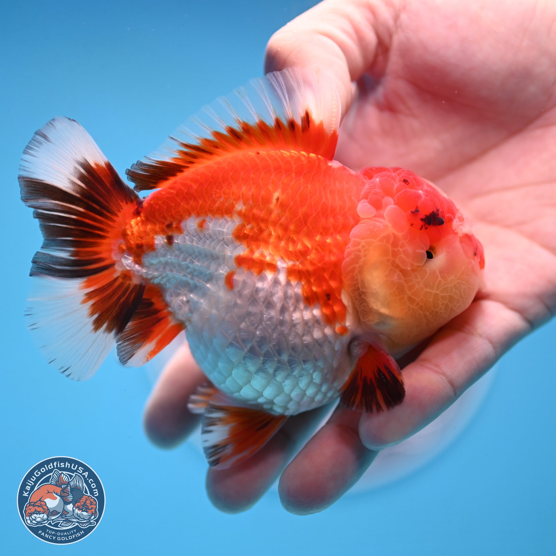 Tricolor YuanBao Oranda 3.75 inches Body - Male (250103_OR06) - Kaiju Goldfish USA