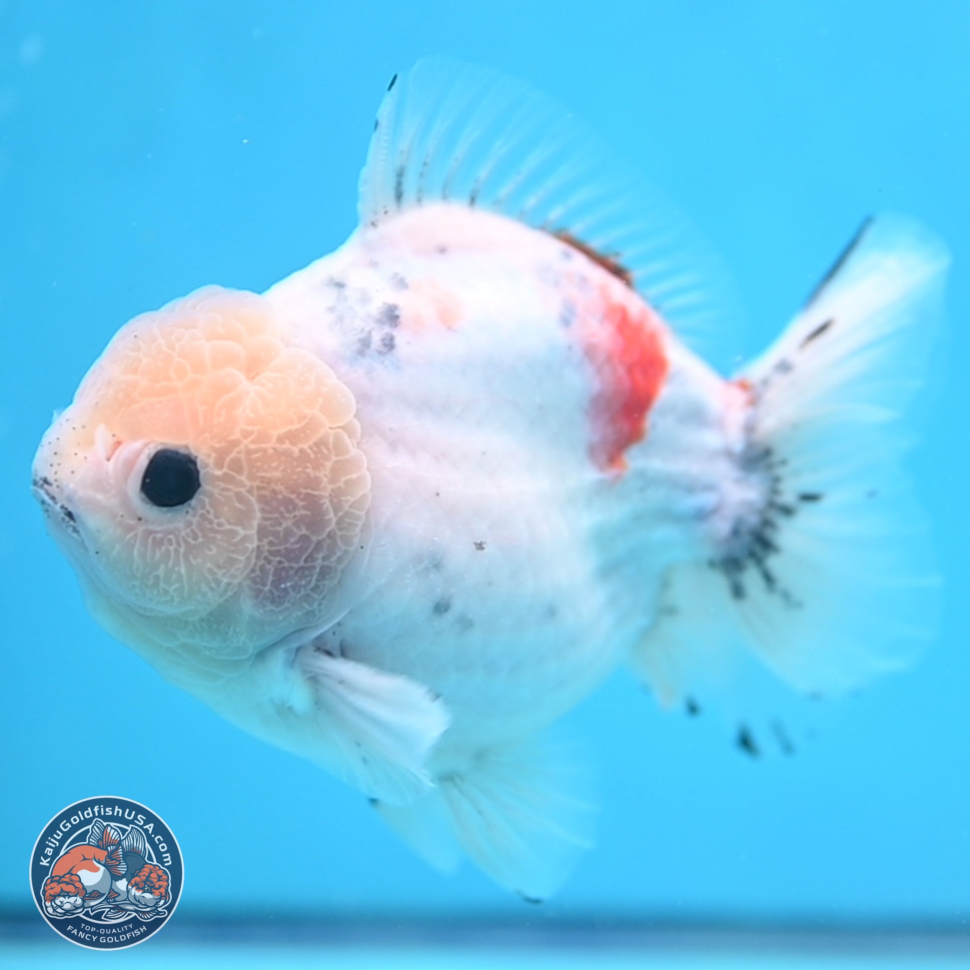 Calico YuanBao Oranda 5 inches - Male (241115_OR06) - Kaiju Goldfish USA