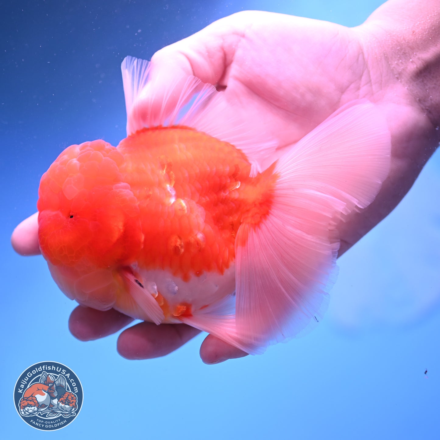 Sakura Rose Tail Oranda 3.75 inches Body - Male (250207_OR06)