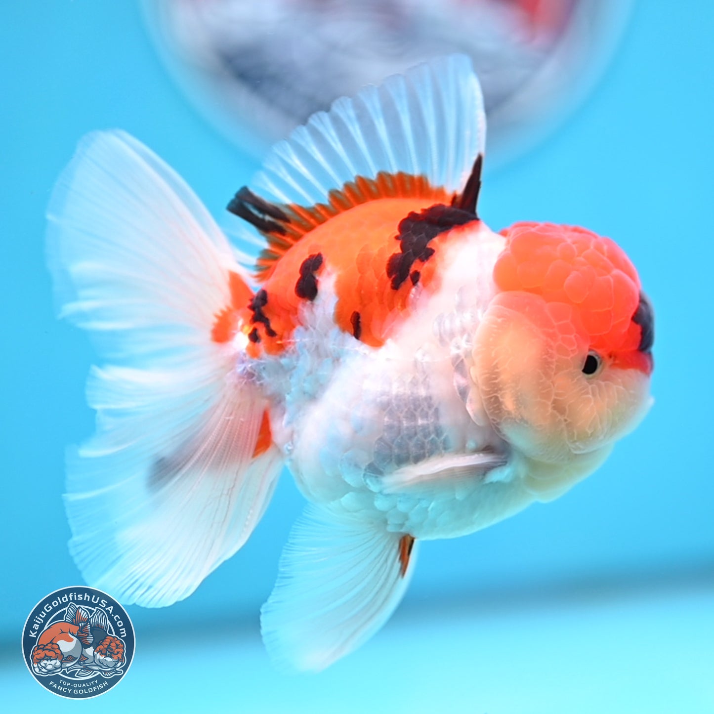 Tricolor Sakura Rose Tail Oranda 3 inches Body - Male (250314_OR06)
