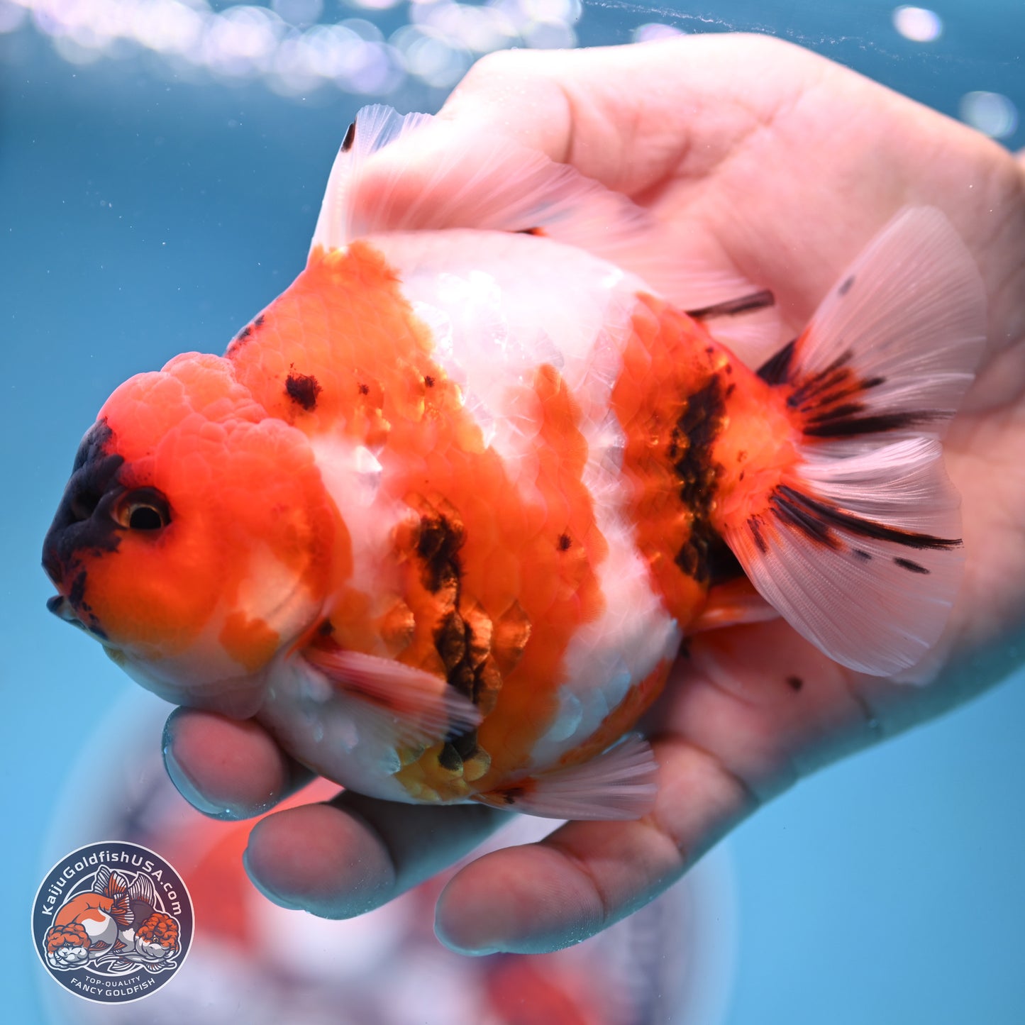 Tricolor Sakura YuanBao Oranda 3.75 inches Body - Male (241227_OR06) - Kaiju Goldfish USA