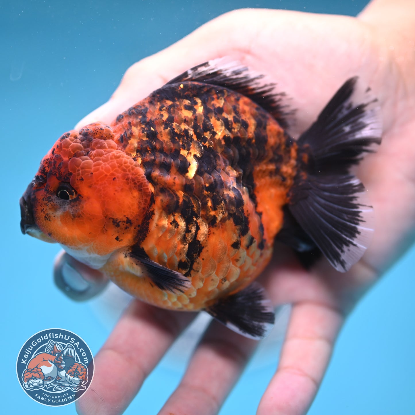 Shogun Tiger Oranda 3.5 inches Body (250606_OR06)