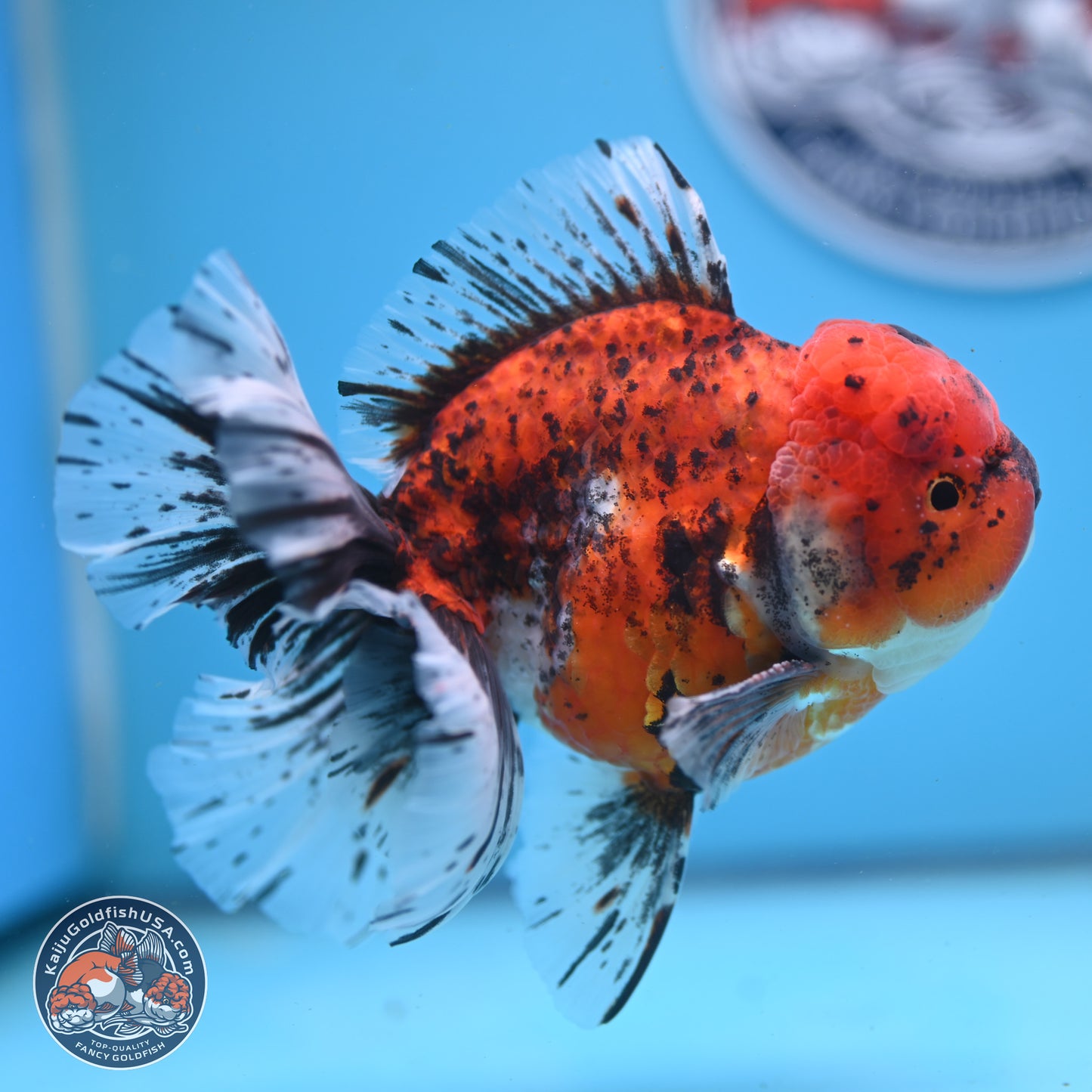 Tricolor Tiger Rose Tail Oranda 6 inches - Male (241122_OR06) - Kaiju Goldfish USA