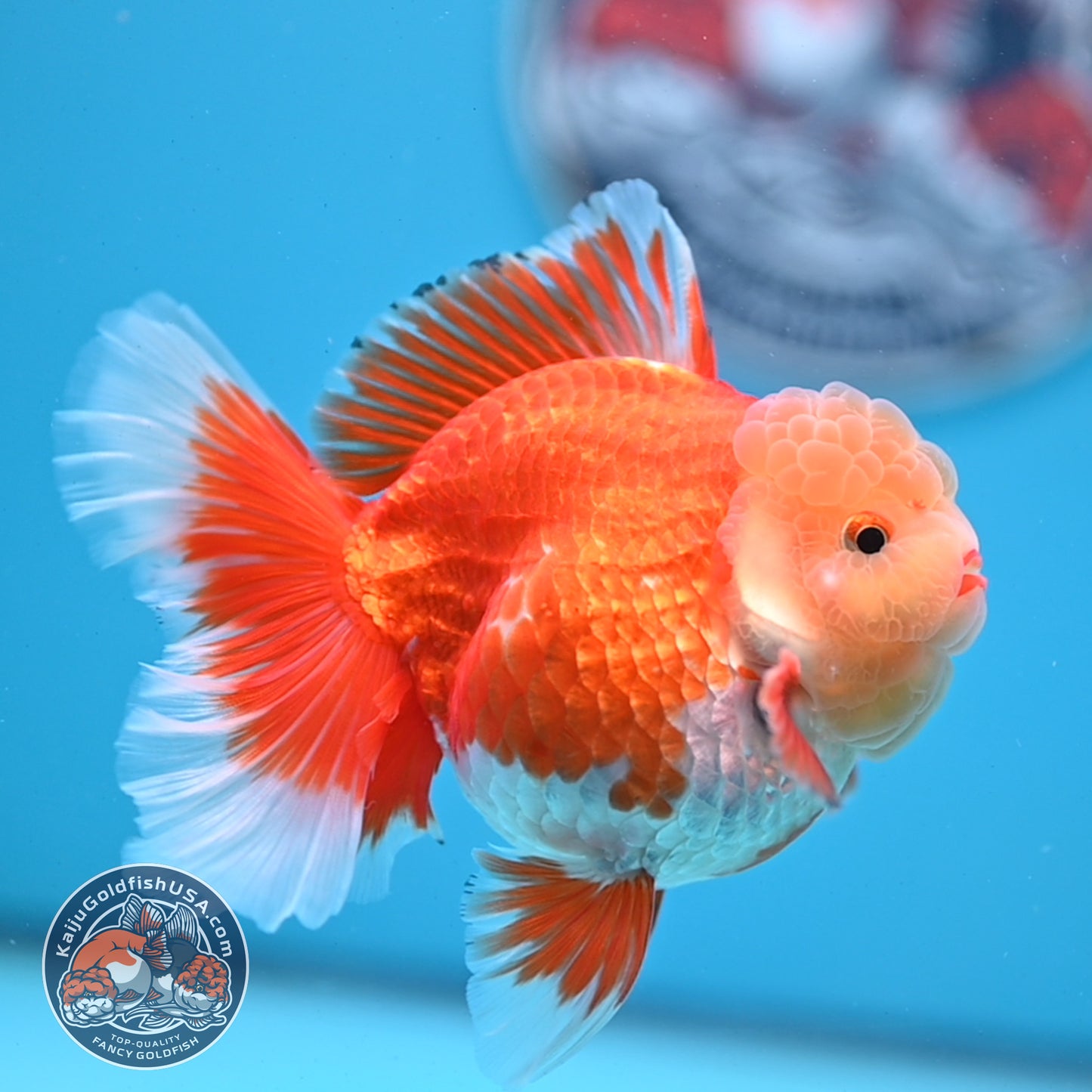 Jade Head Red White Rose Tail Oranda 3.5 inches Body (250509_OR06)