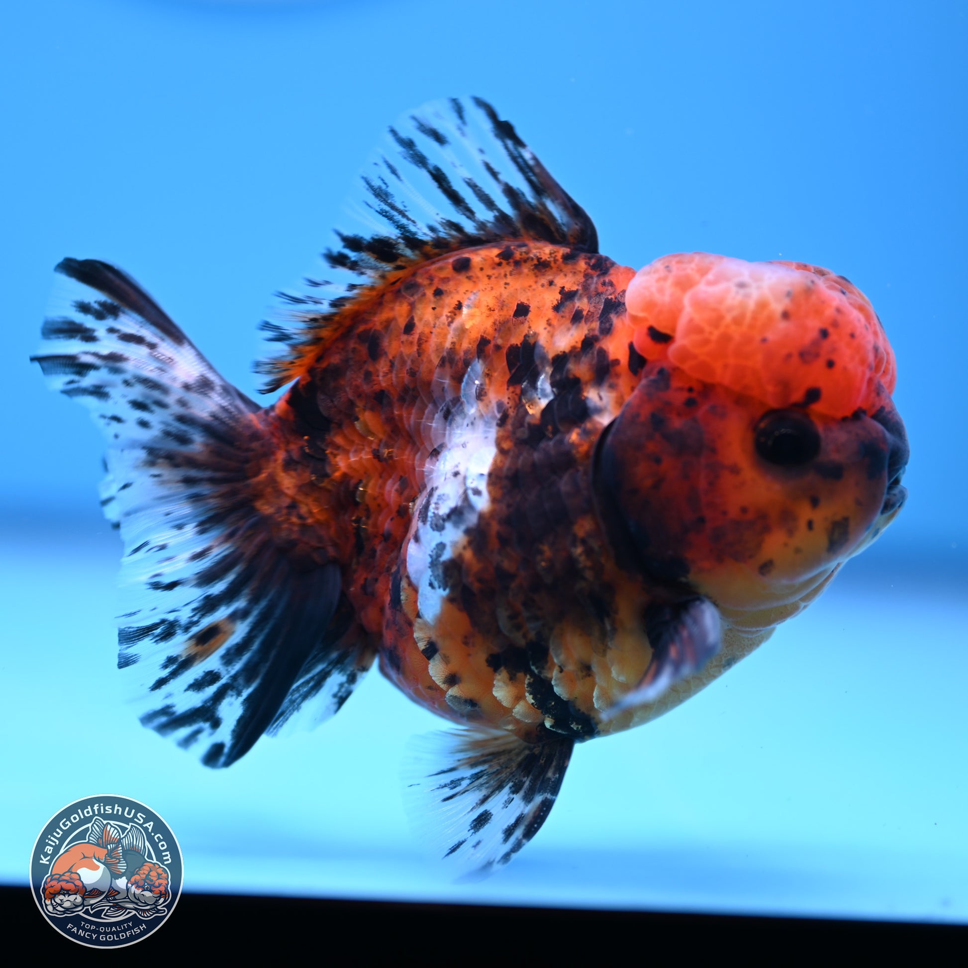 Shogun Tricolor Tiger Oranda 3.5in Body (240816_OR06) - Kaiju Goldfish USA